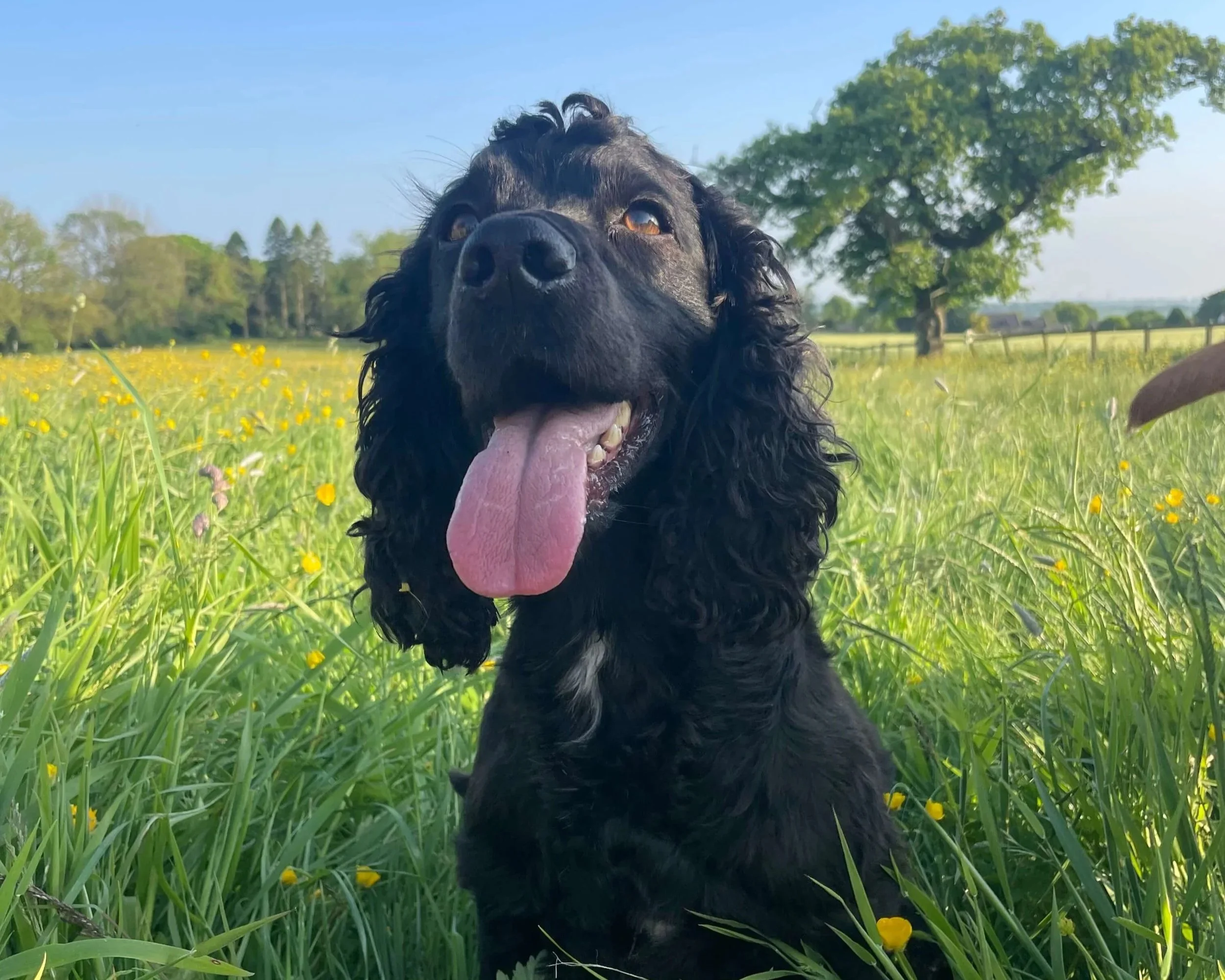 winston in long grass.jpg