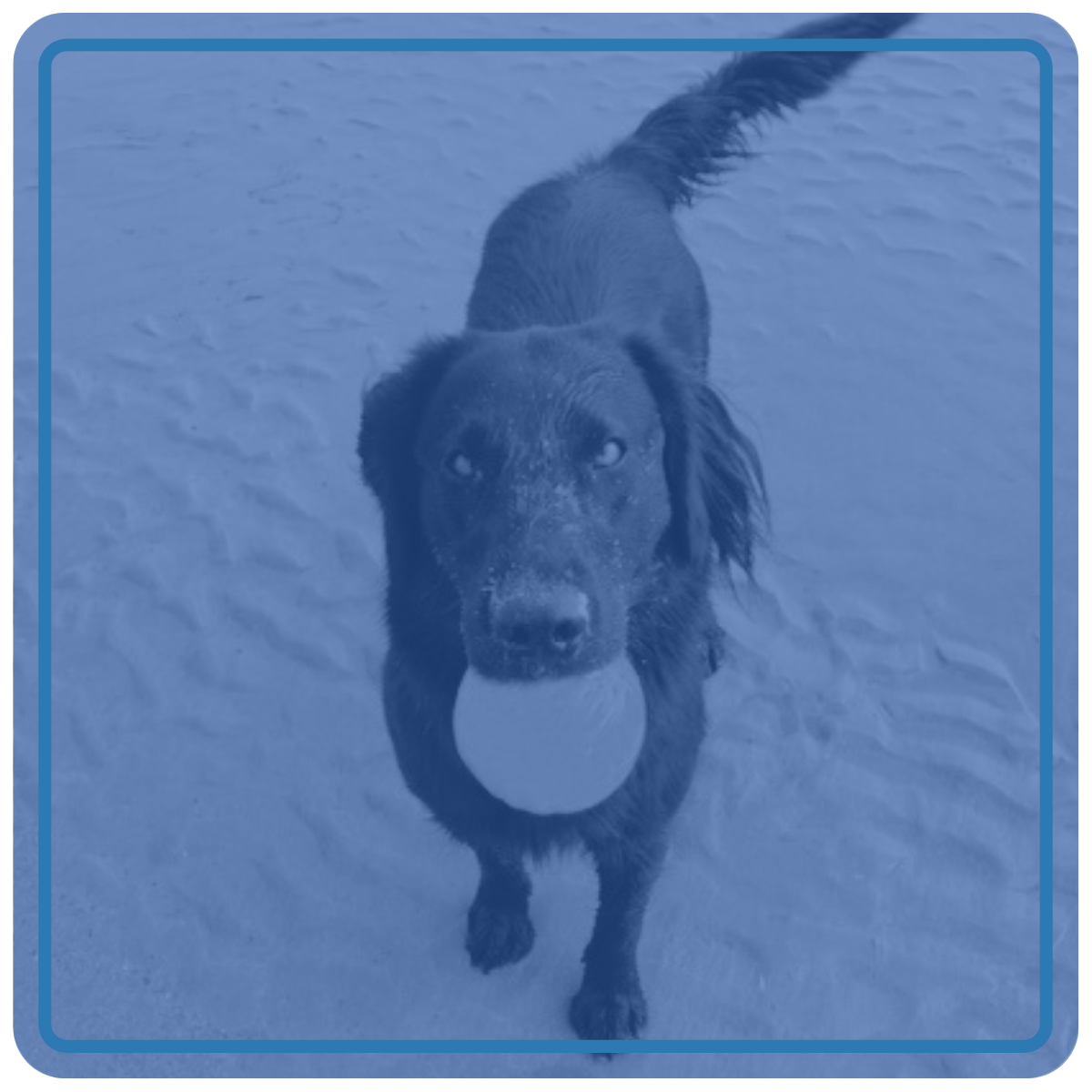 A dog with a ball in its mouth