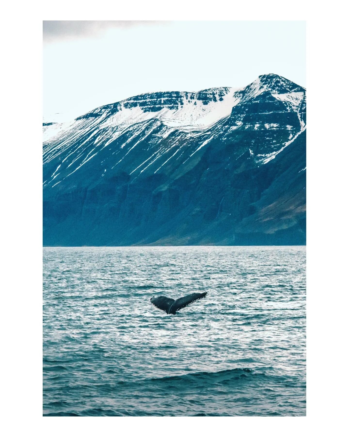 Chasing Humpbacks in Northern Iceland.

Did you know Humpback whale tail fins (aka flukes) are as distinct as fingerprints? 

(Check out image 2 &amp; 3)

These individual markings allow researchers to track and identify different whales around the w