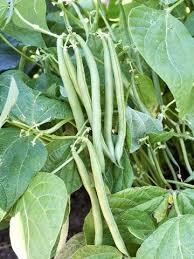 Jade Bean
