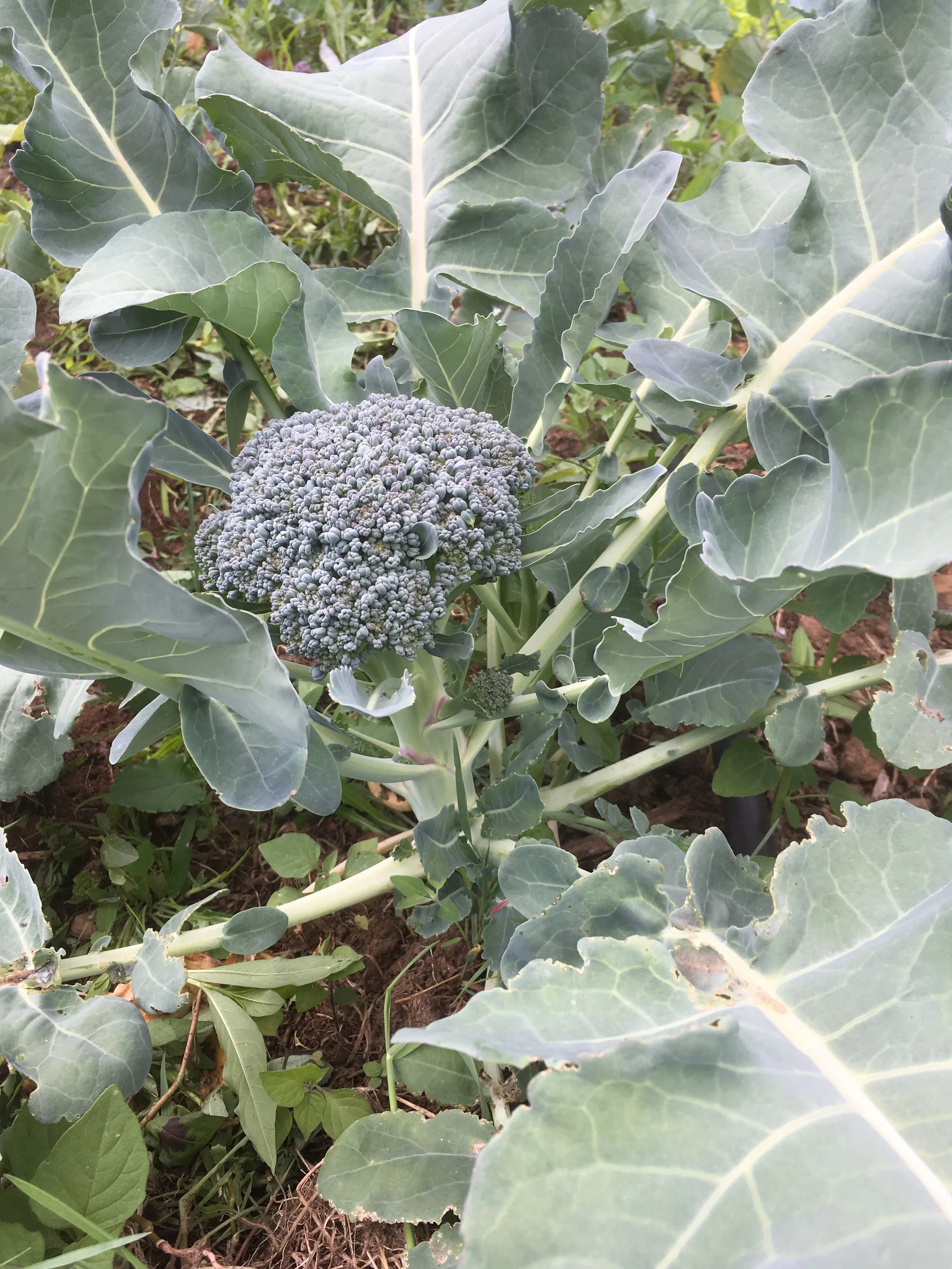 Broccoli, Waltham — Sweet rock farm quality organic seeds