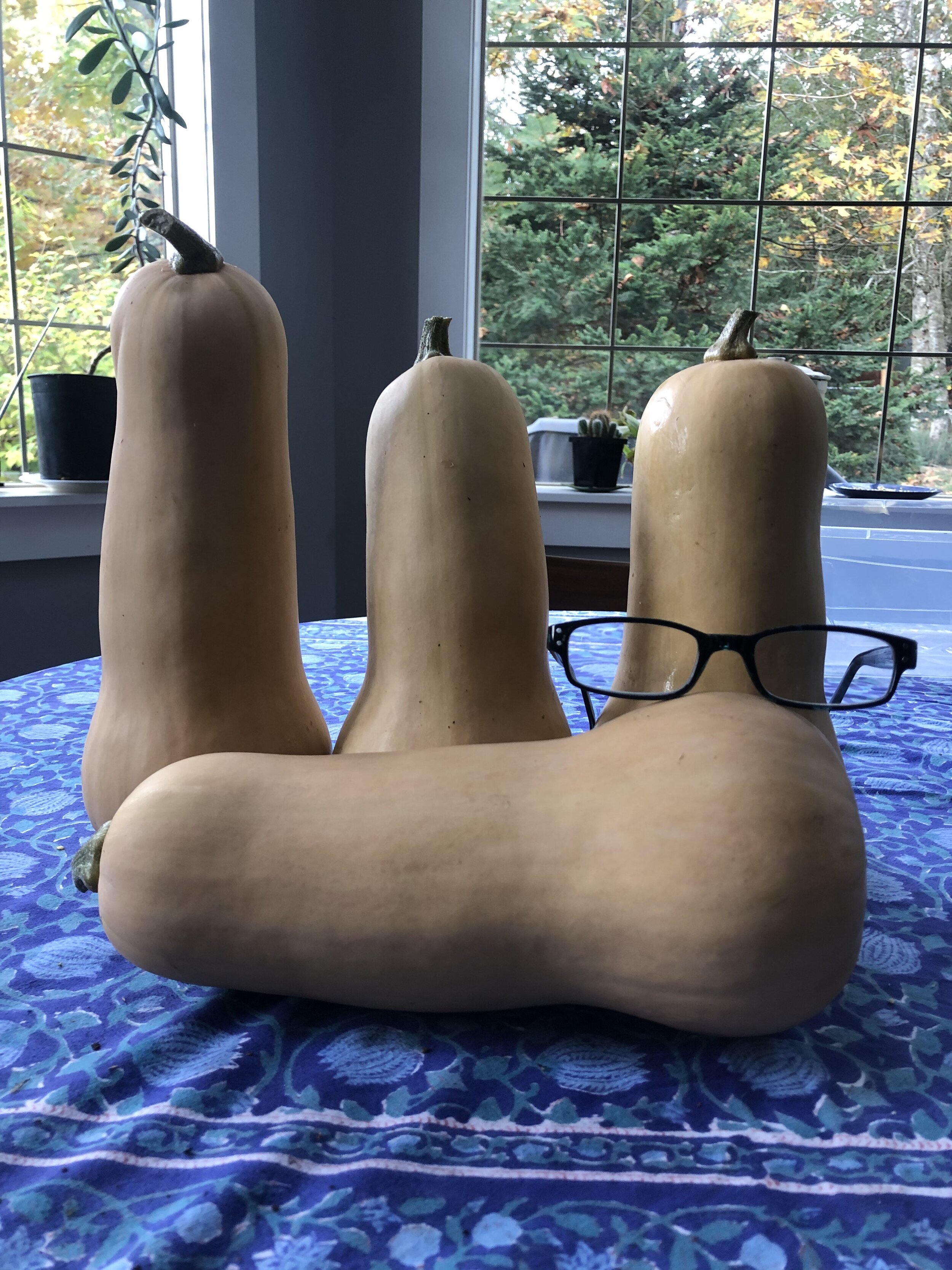 Waltham Butternut.jpg