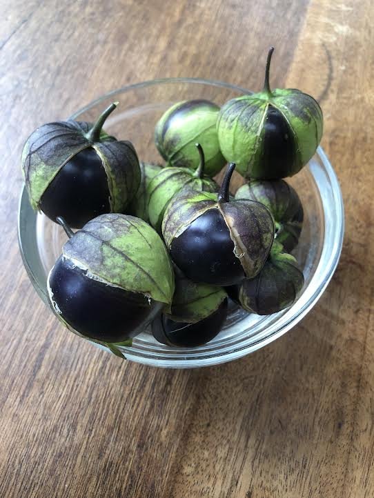 Tomatillo, Purple Coban