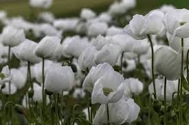 Poppy, White