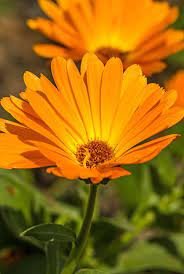 Calendula, Orange
