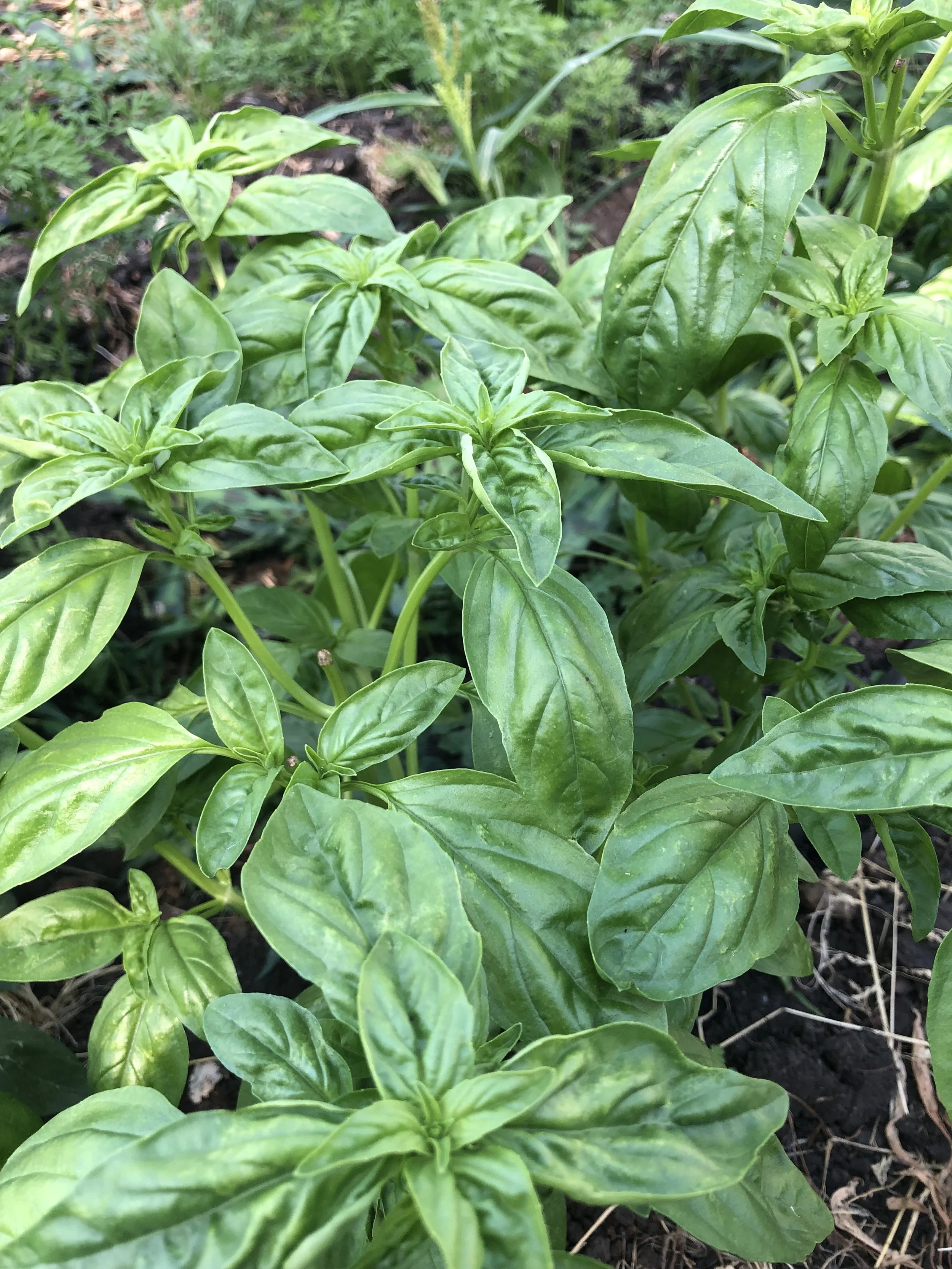 Basil.jpg