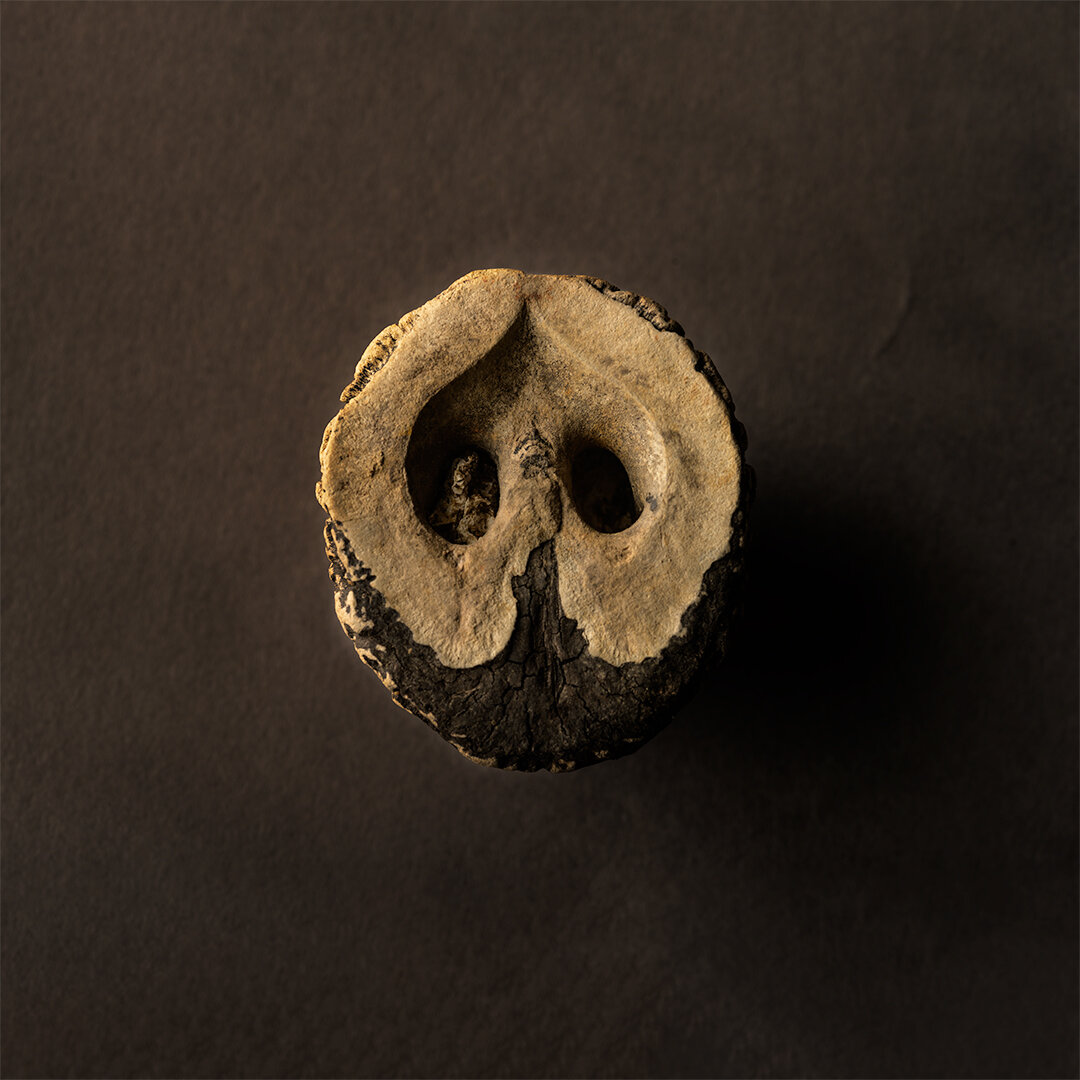 Walnut-Half1.jpg