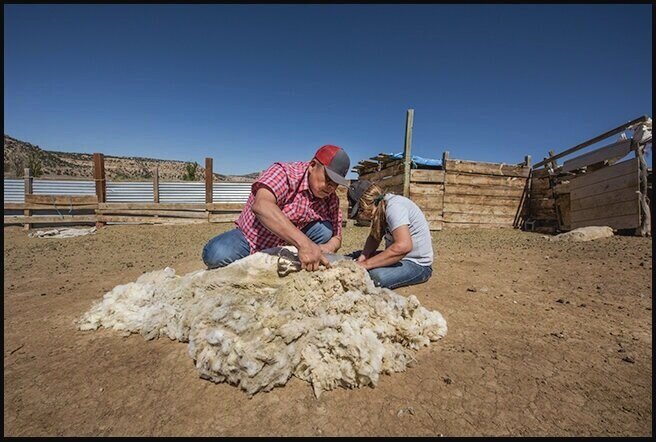 Perry and Lynette Shearing Sheep at Helen Grayeyes'