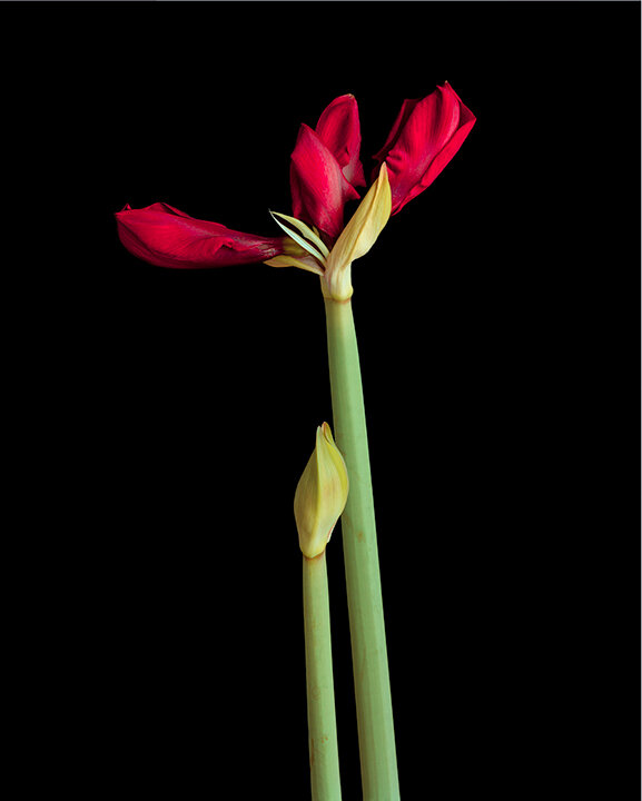 red_amaryllis.jpg