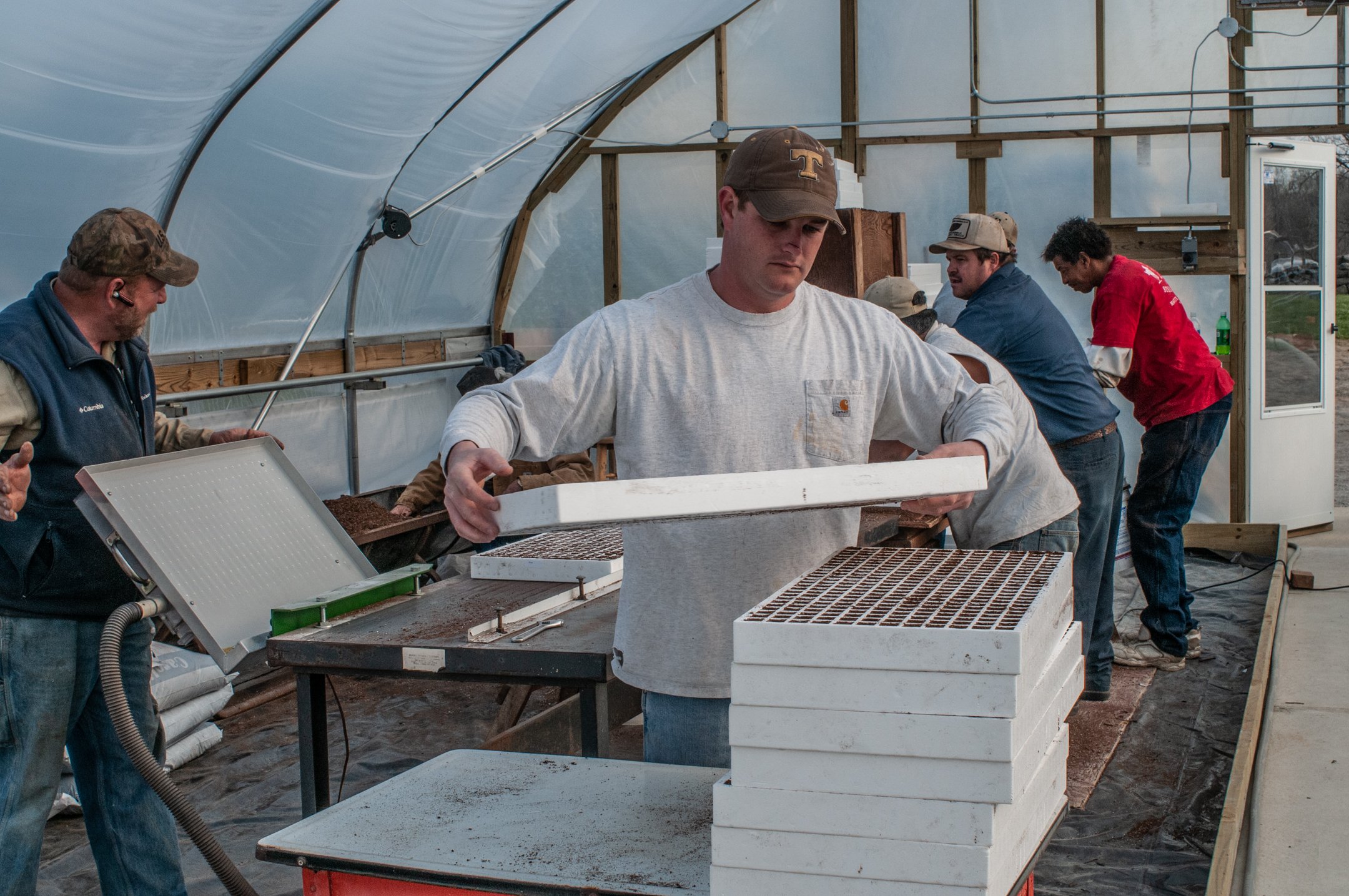 Tobacco seeds are planted into small squares in a large styrofoam trays.