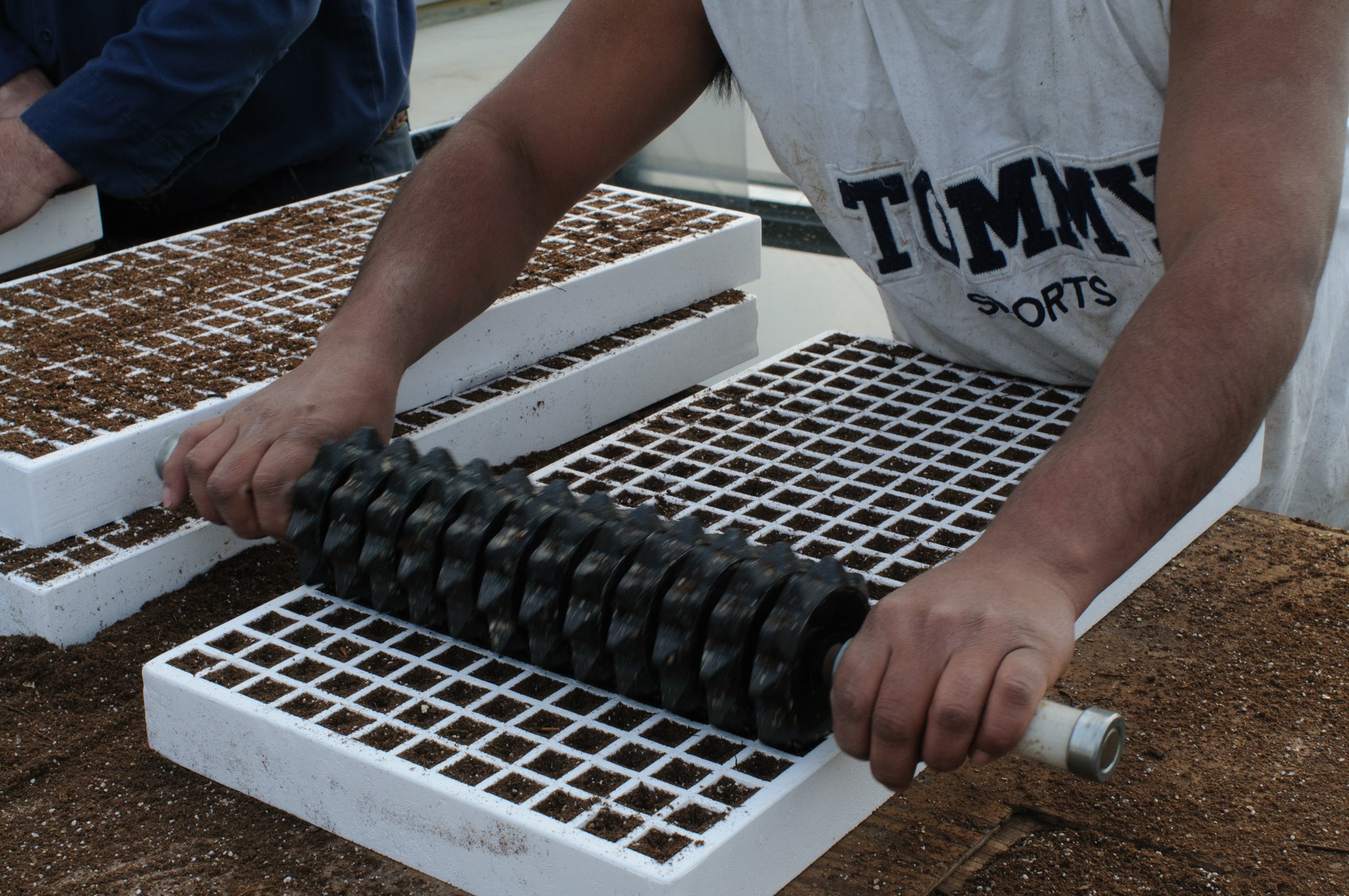  Potting soil fills the small squares in the styrofoam tray then rolled with a spiked roller to compress the soil. 