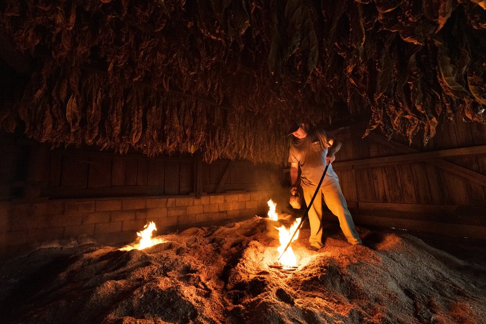Dark Fired Tobacco — David Robert Farmerie