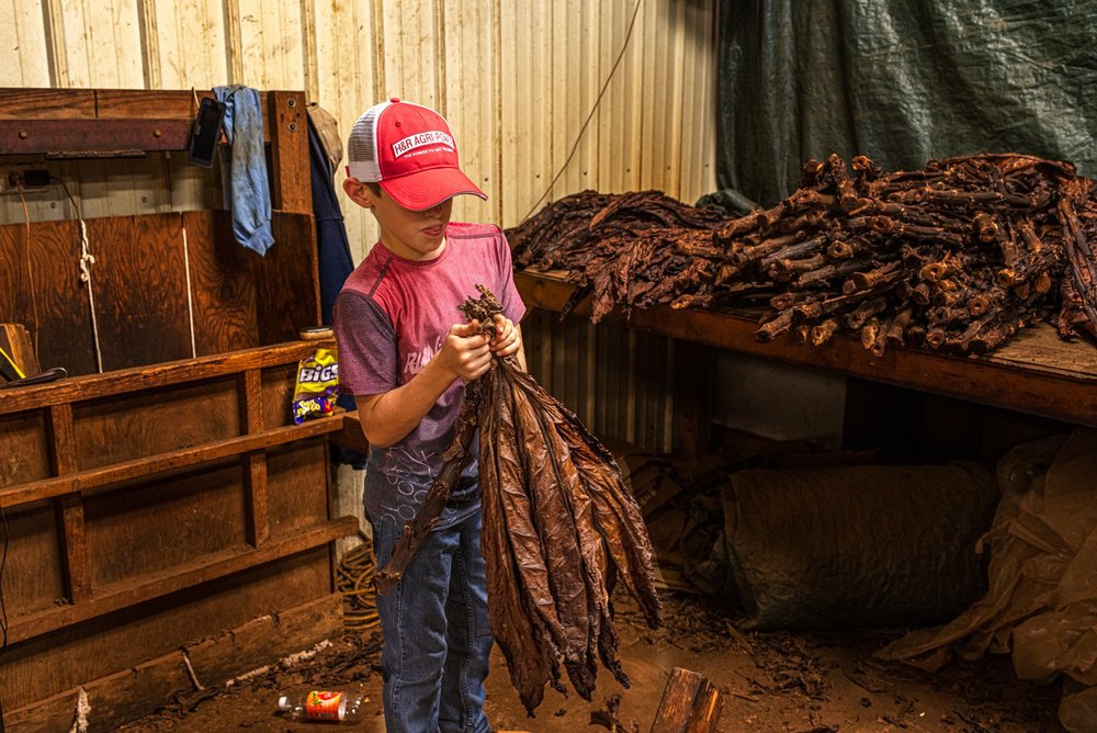 tobacco farms north carolina The Forgotten History of Small-Scale American Tobacco Farming — Open Markets Institute tobacco farms north carolina The Forgotten History of Small-Scale American Tobacco Farming — Open Markets Institute