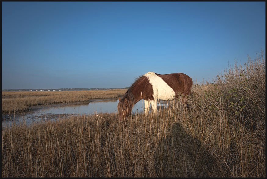 Wild Echoes of Assateague