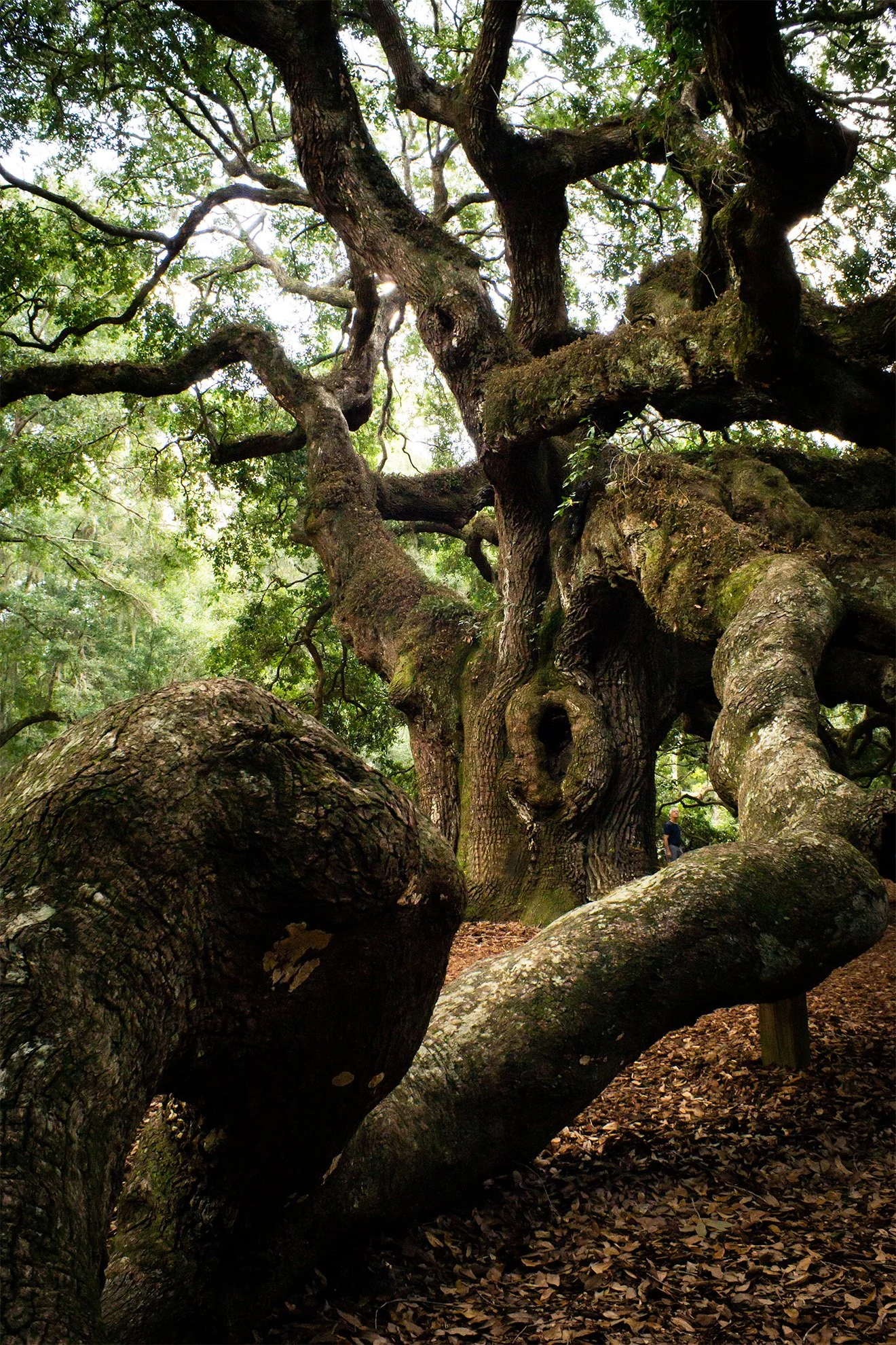 angel-oak-charleston