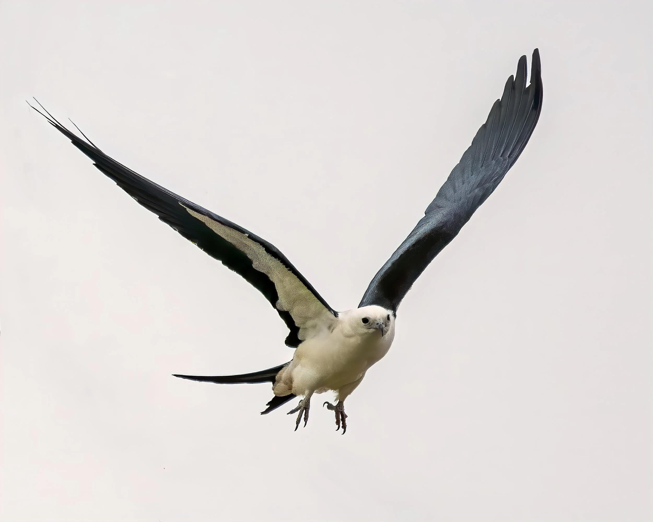 scissor tail kite.jpg