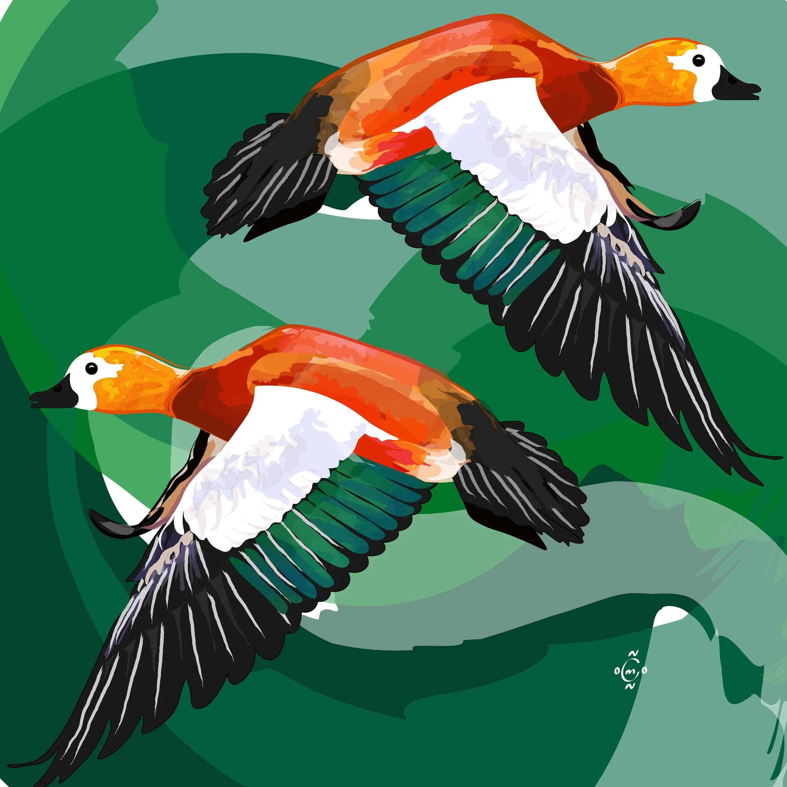 Ruddy Shelduck.jpg