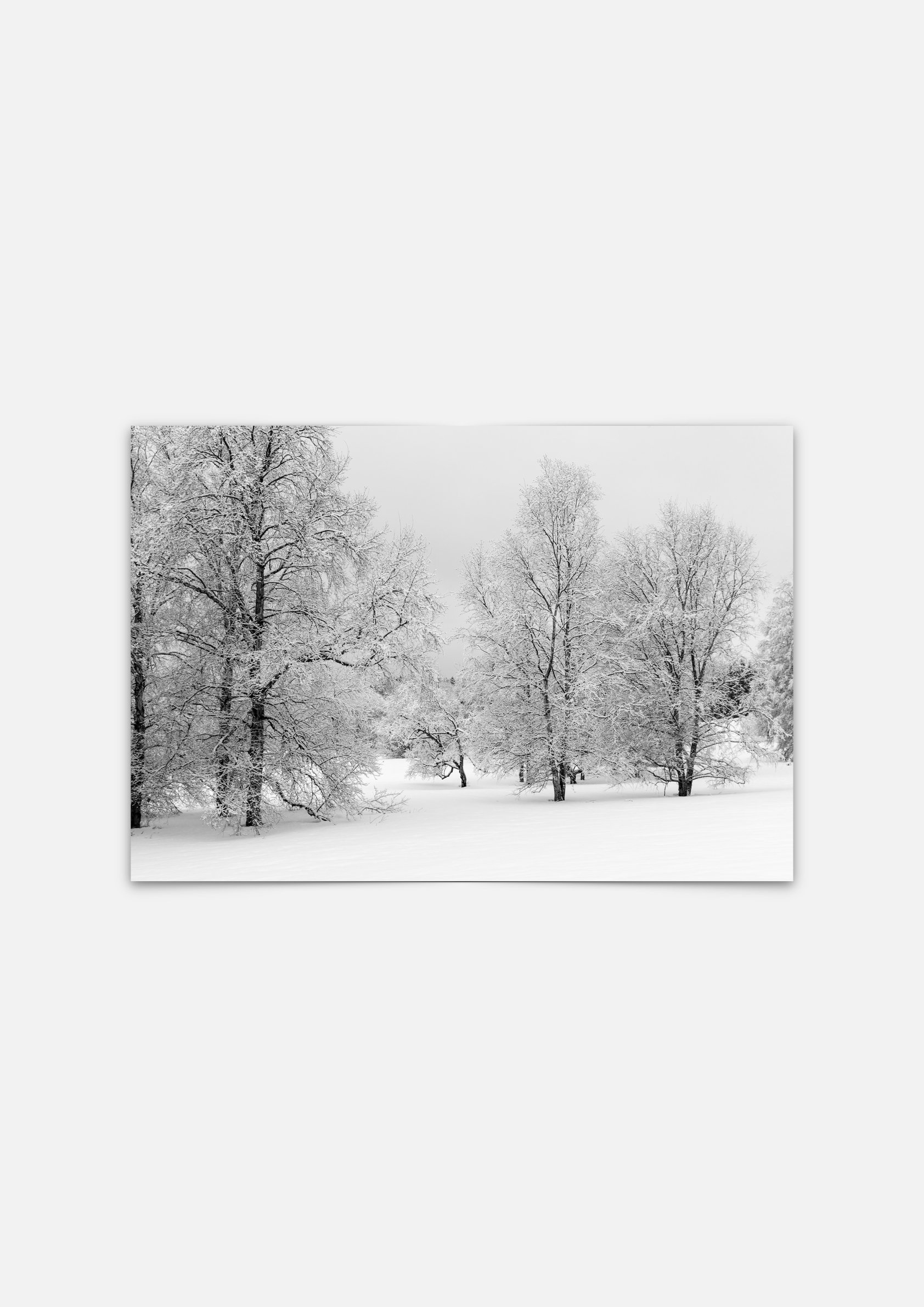 Monochromatic winter.1.jpeg
