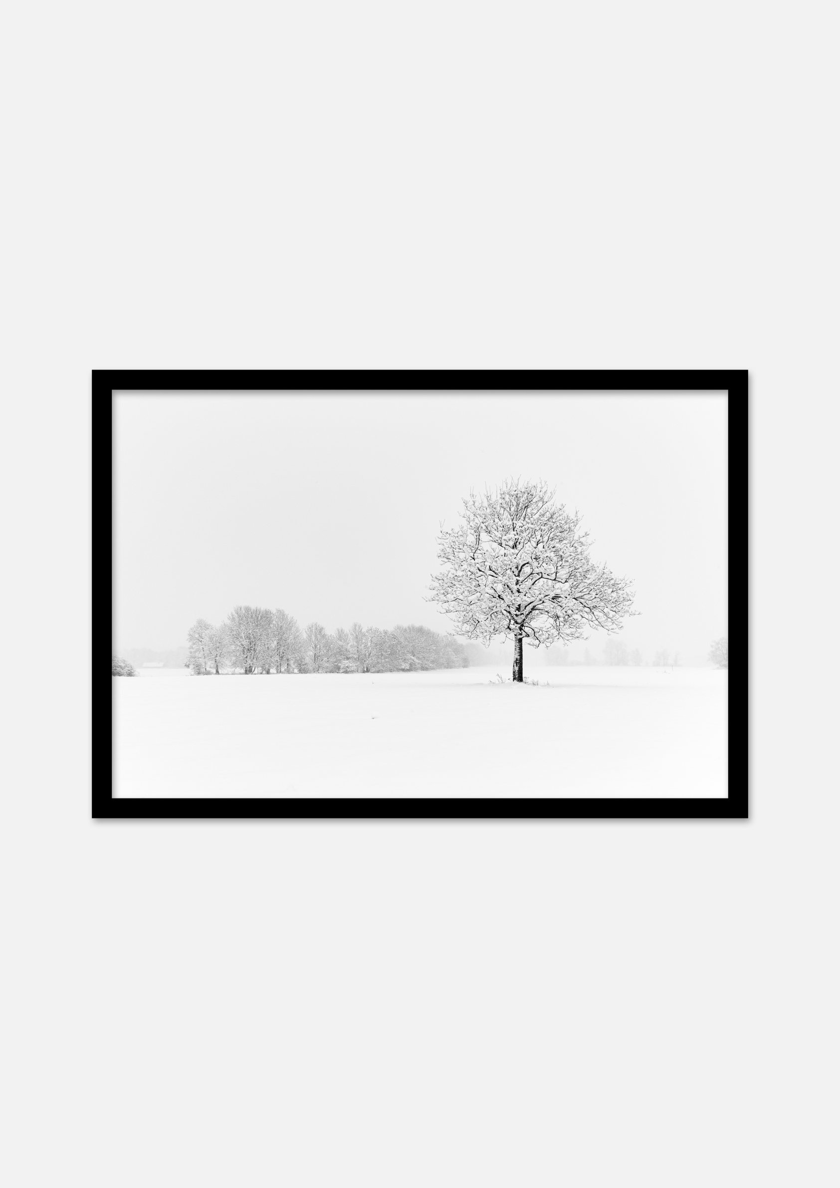 Oak and the rest framed.1.jpeg
