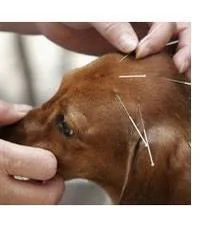 Outcome Of Dog Acupuncture Inconclusive