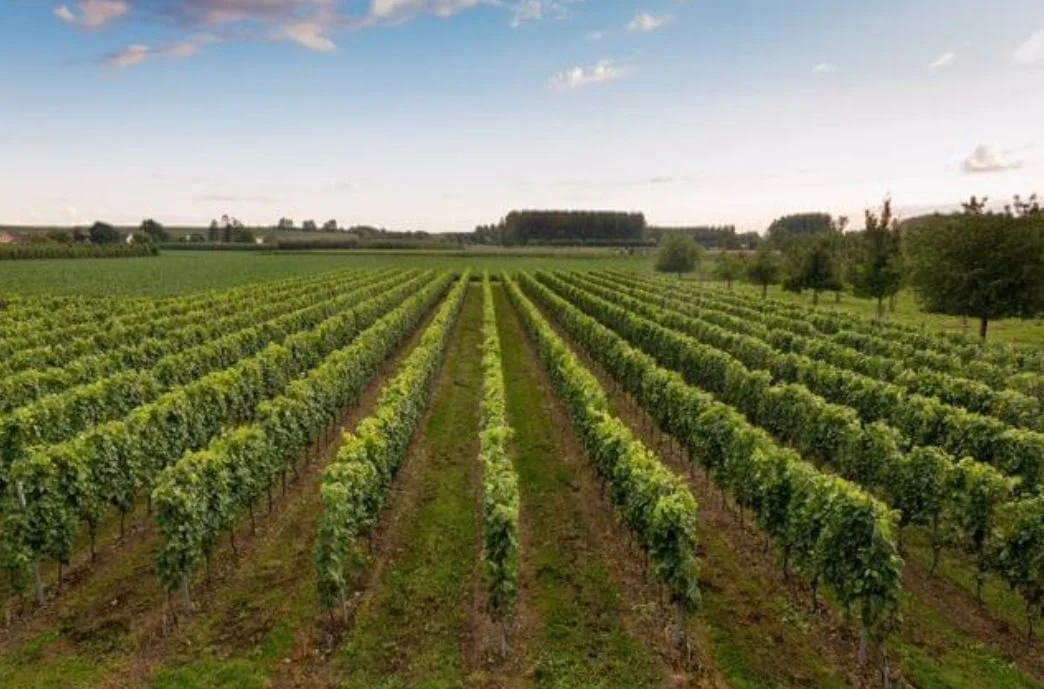 GDD - vineyard.JPG
