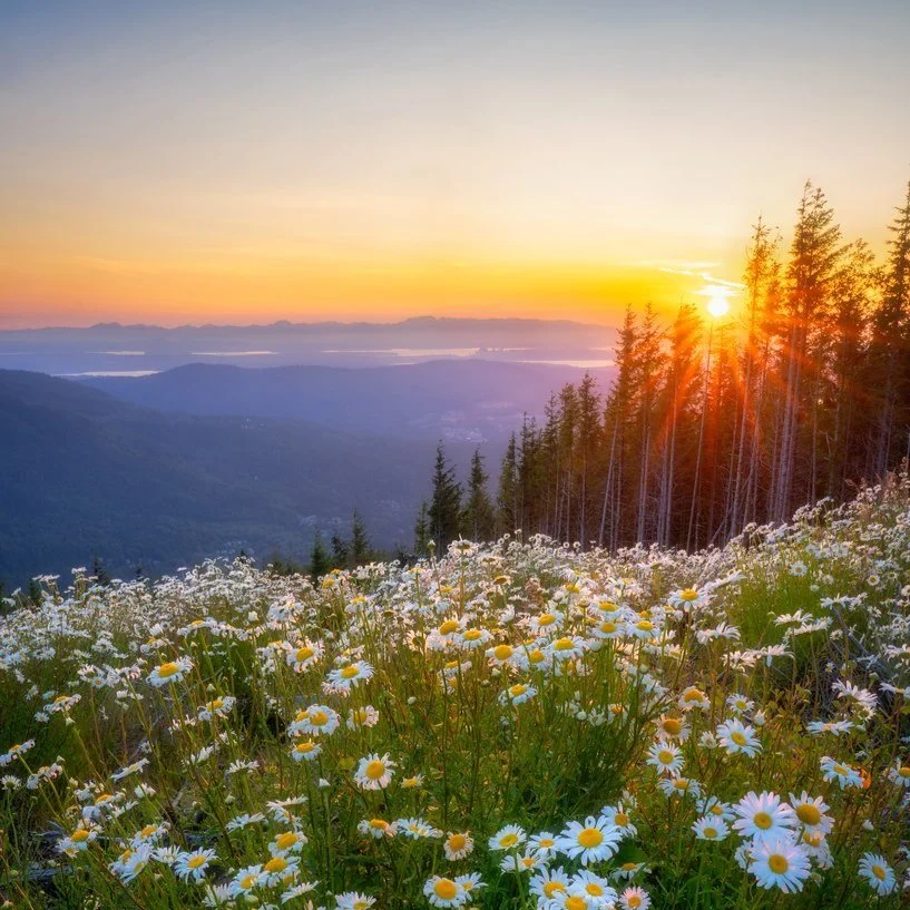 Inner Balance and Wellness: Achieving Harmony in Mind and Body