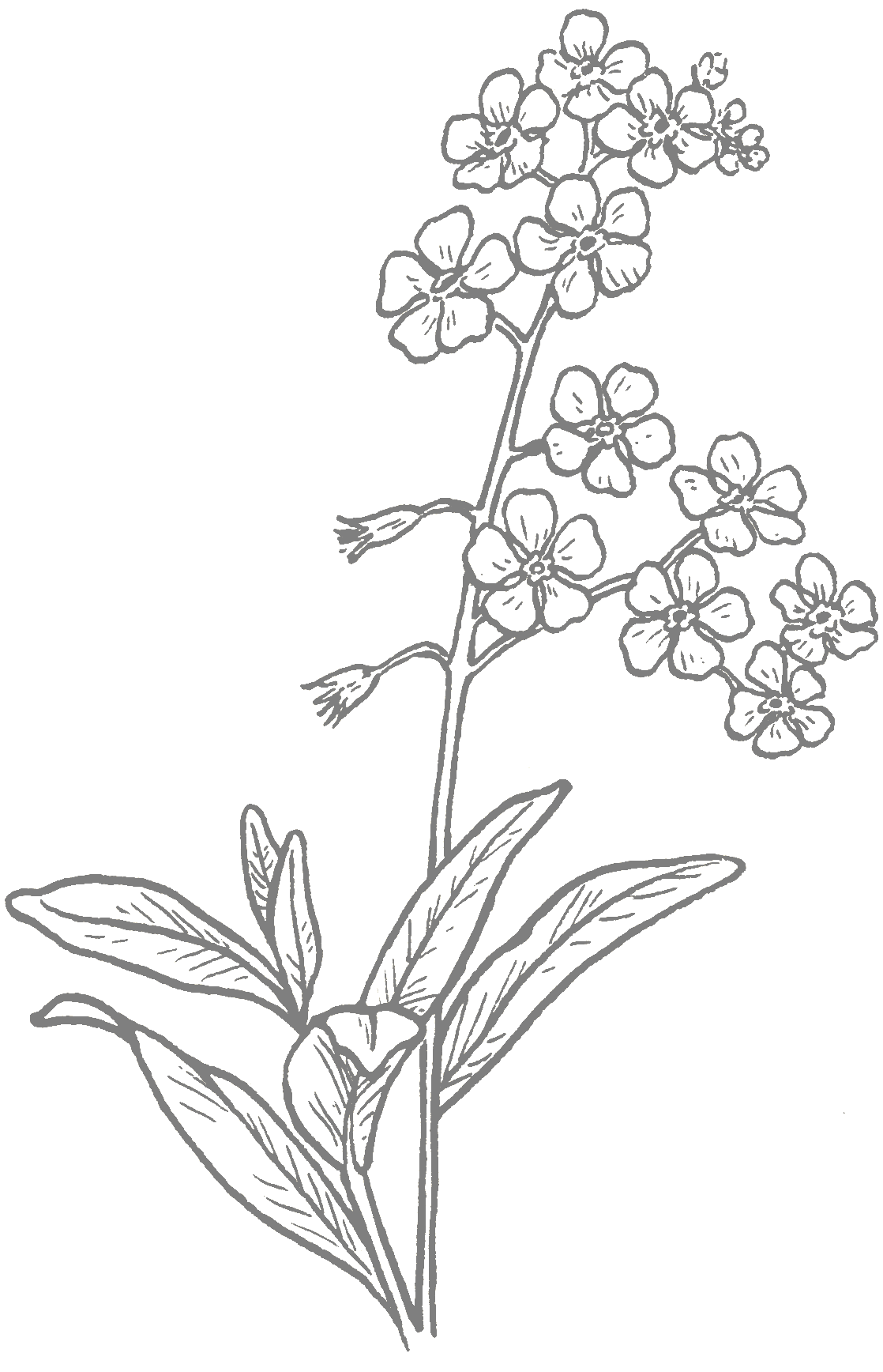 FlowerOpaque.png