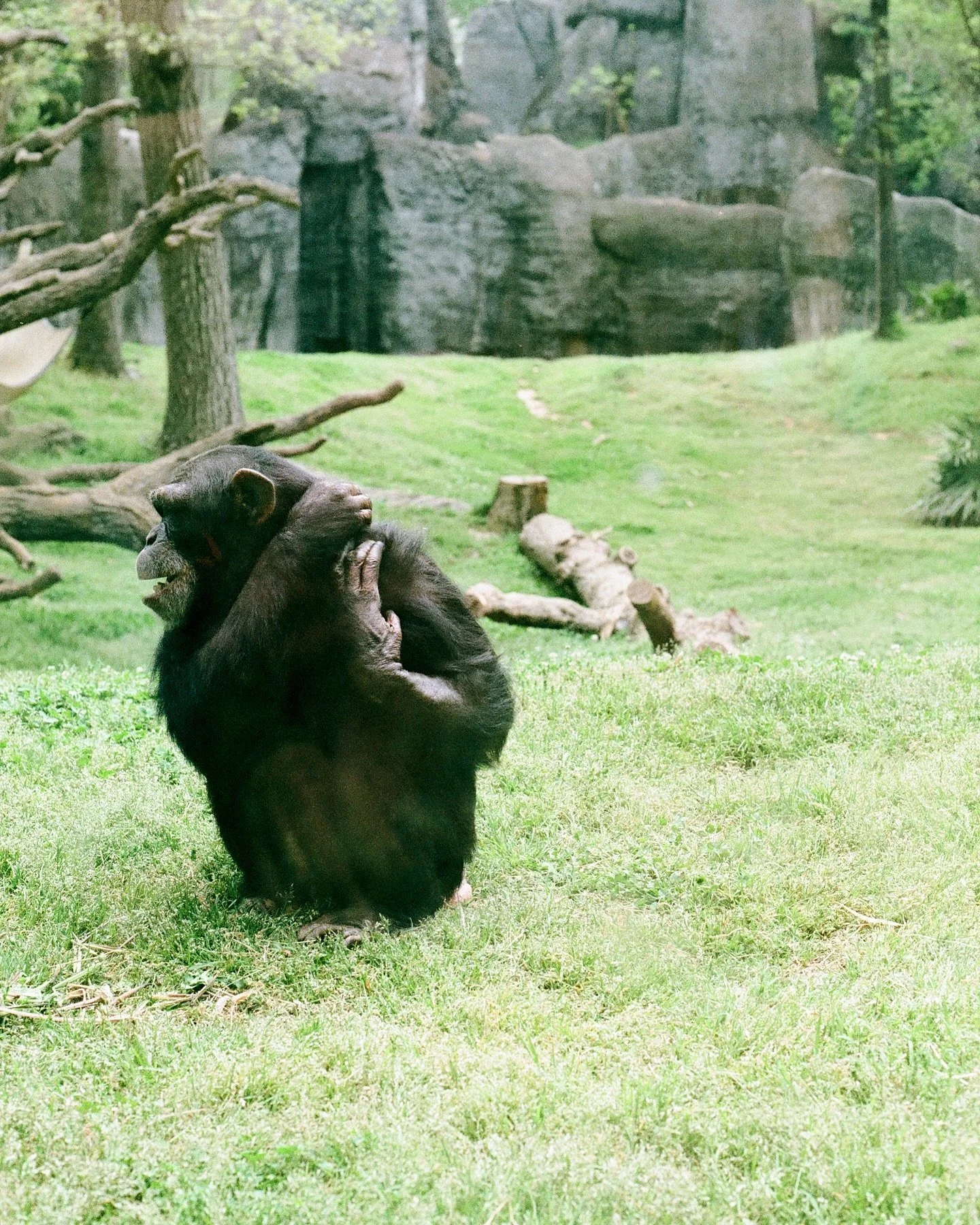 Today we visited the Oakland zoo for the first time. Naomi said it was her first time seeing Monkeys in person so I had to show proof that It has happened before. I dug up some photos from our trip to the Asheboro Zoo in NC along with the many other 