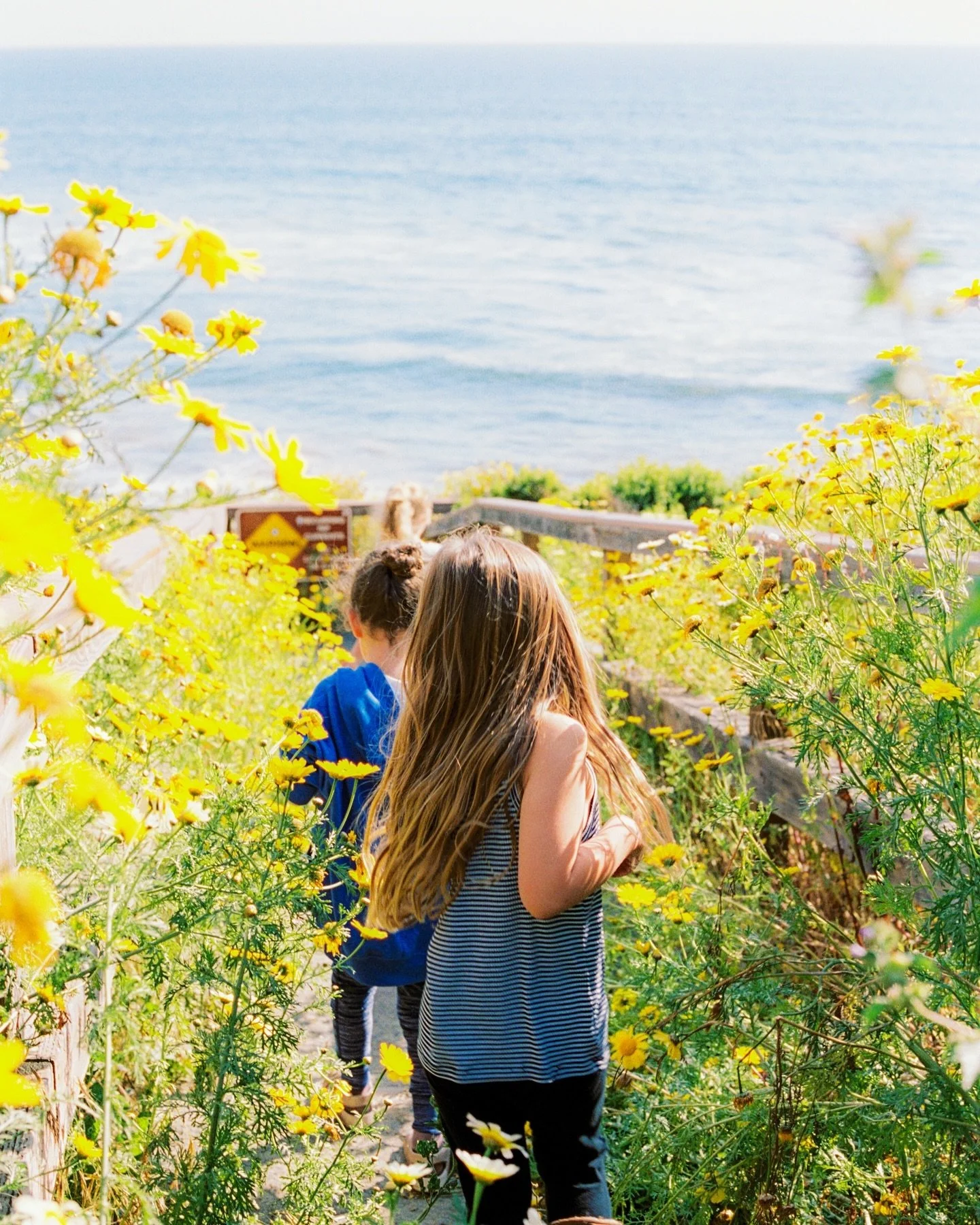 She is like a wildflower, beautiful, fierce and free 🌼 

@photovisionprints 
#portra400 #portraitonfilm #sonomacountyphotograper #canonphotography #portraitphotography #kidsportraits #familyphotography #childrenphotography #newbornphotography #famil