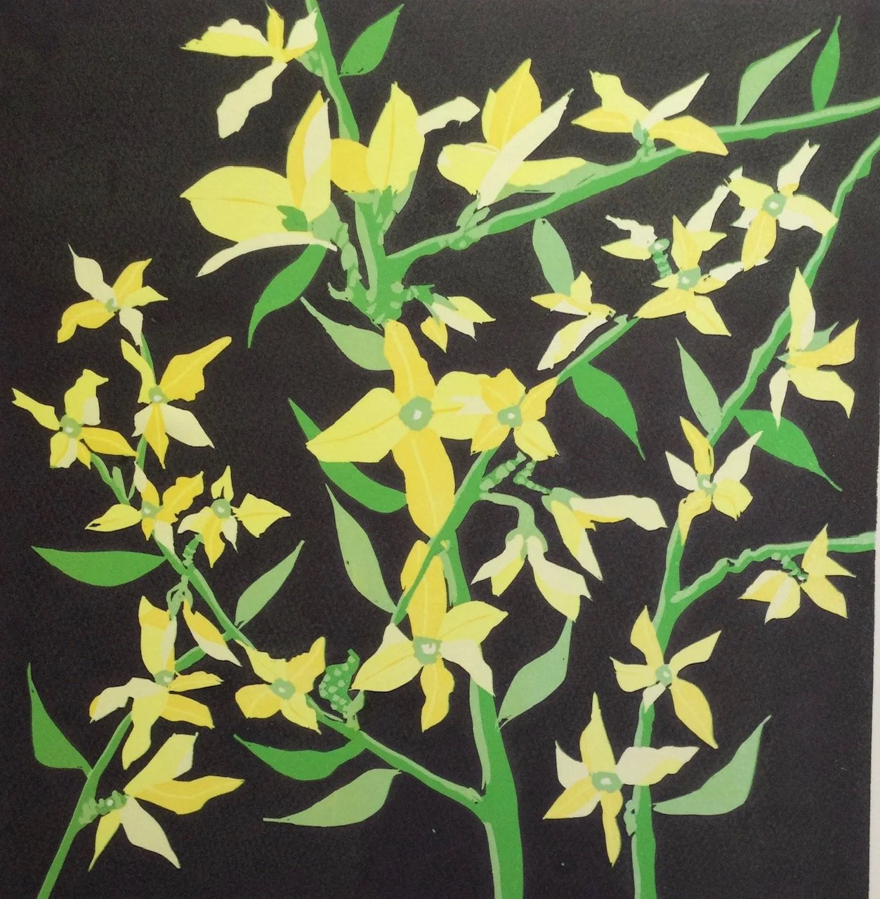 Forsythia