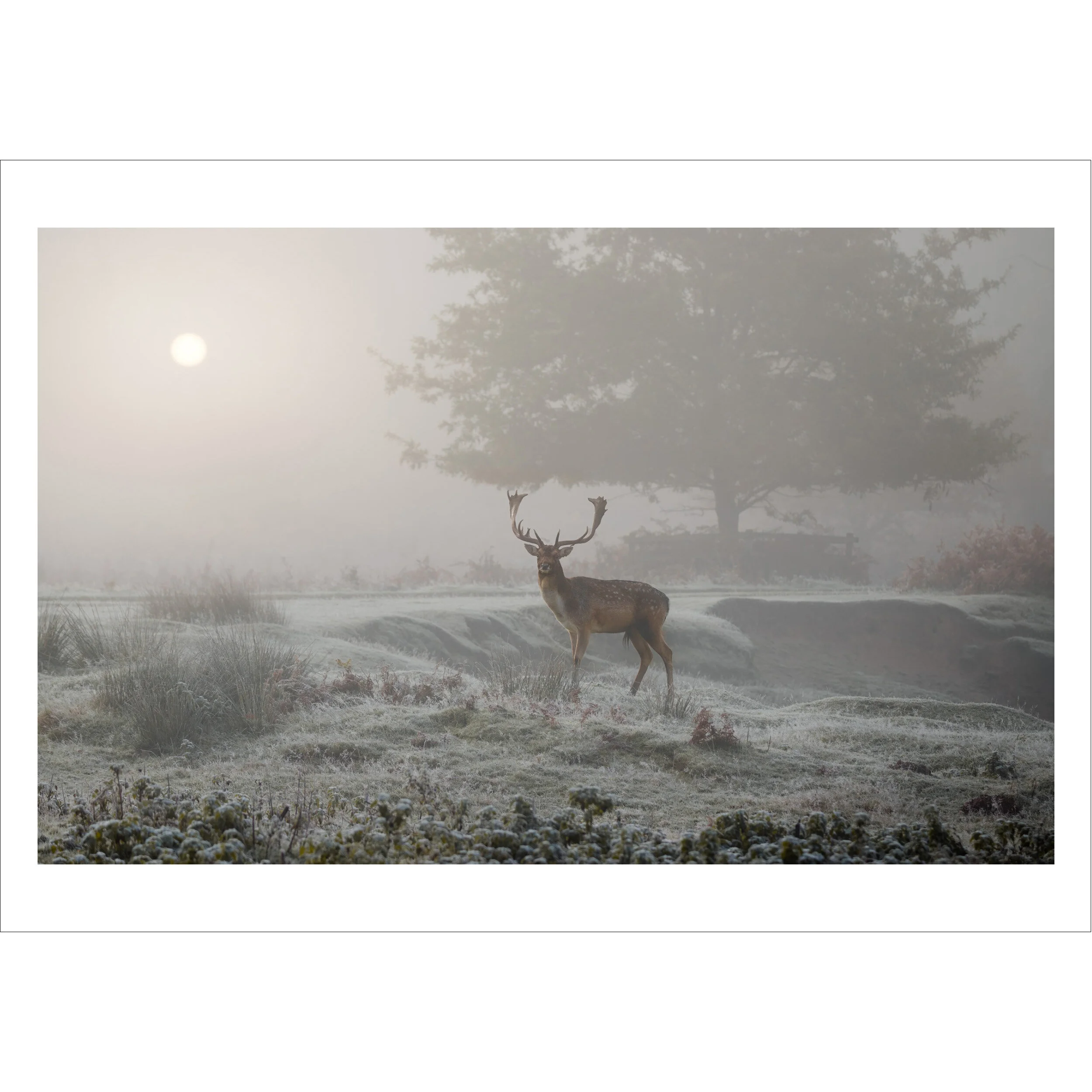 Winter Deer.jpg