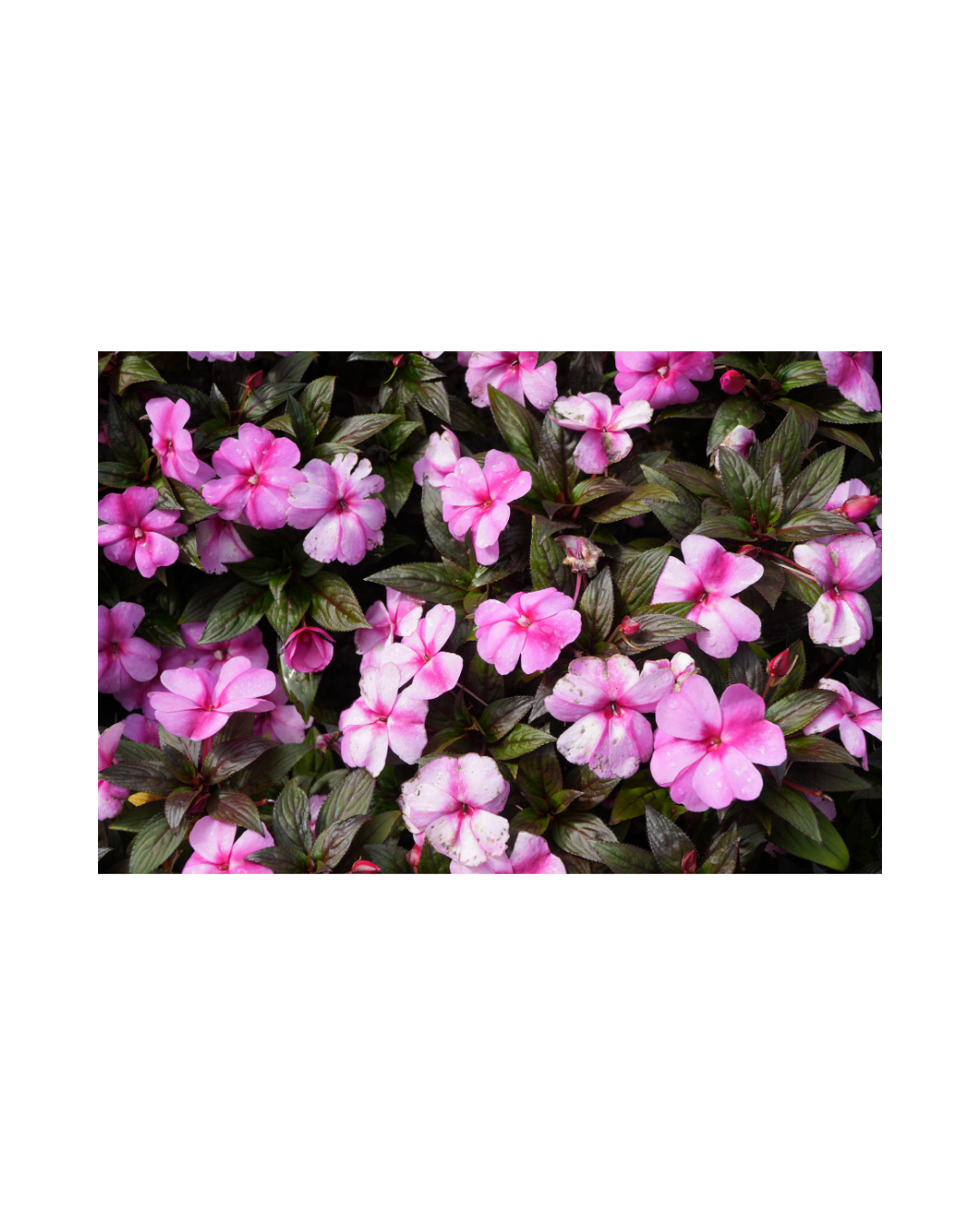 Untitled design (7).png