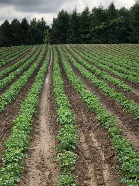 CSA potatoes growing.jpeg