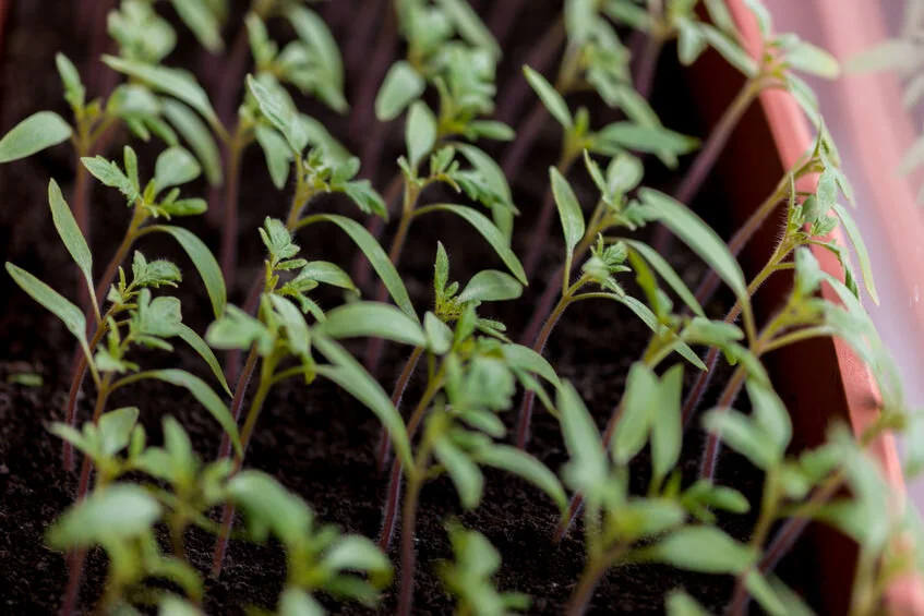 Mix & Match Veggie Flats