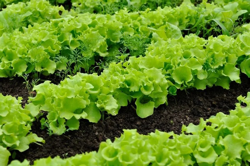 Lettuce Plants 6 Pack (72 plants per tray)