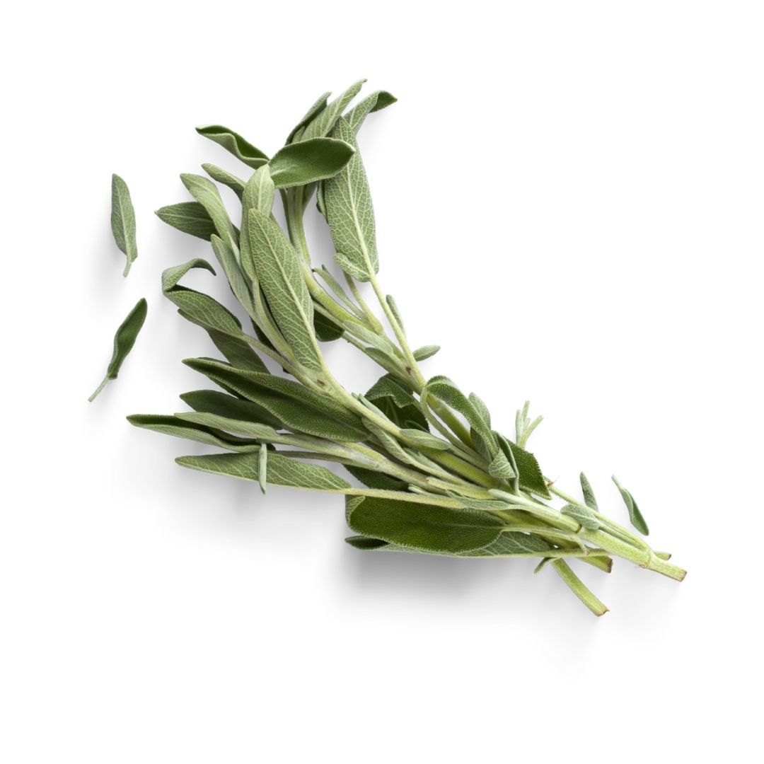 Untitled design-51.jpg