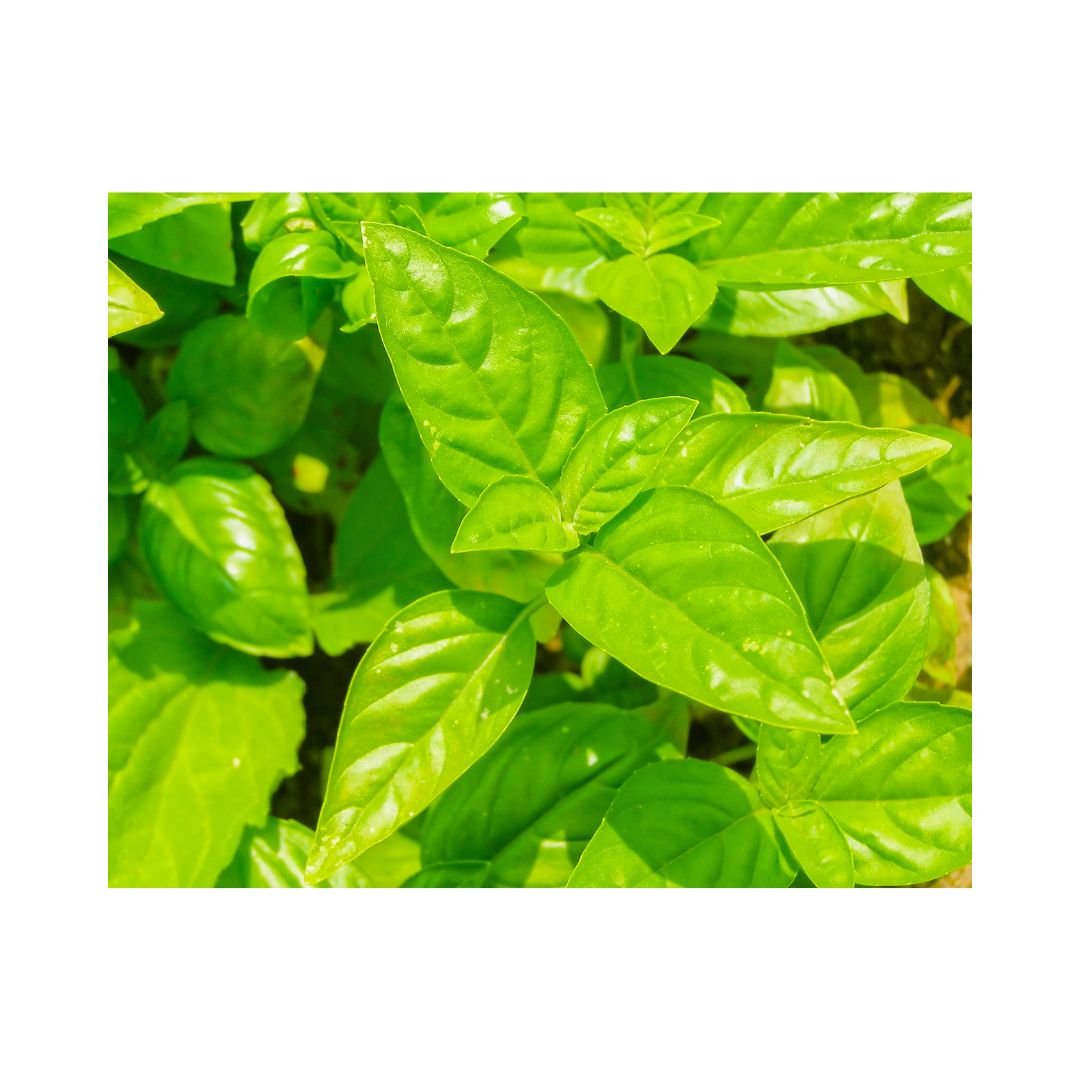 Untitled design-37.jpg