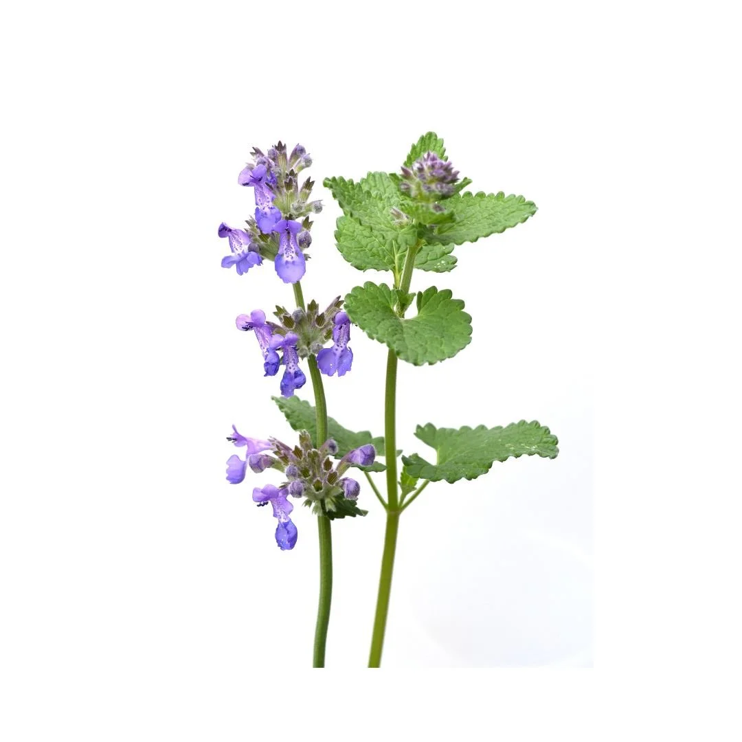 Untitled design-38.jpg