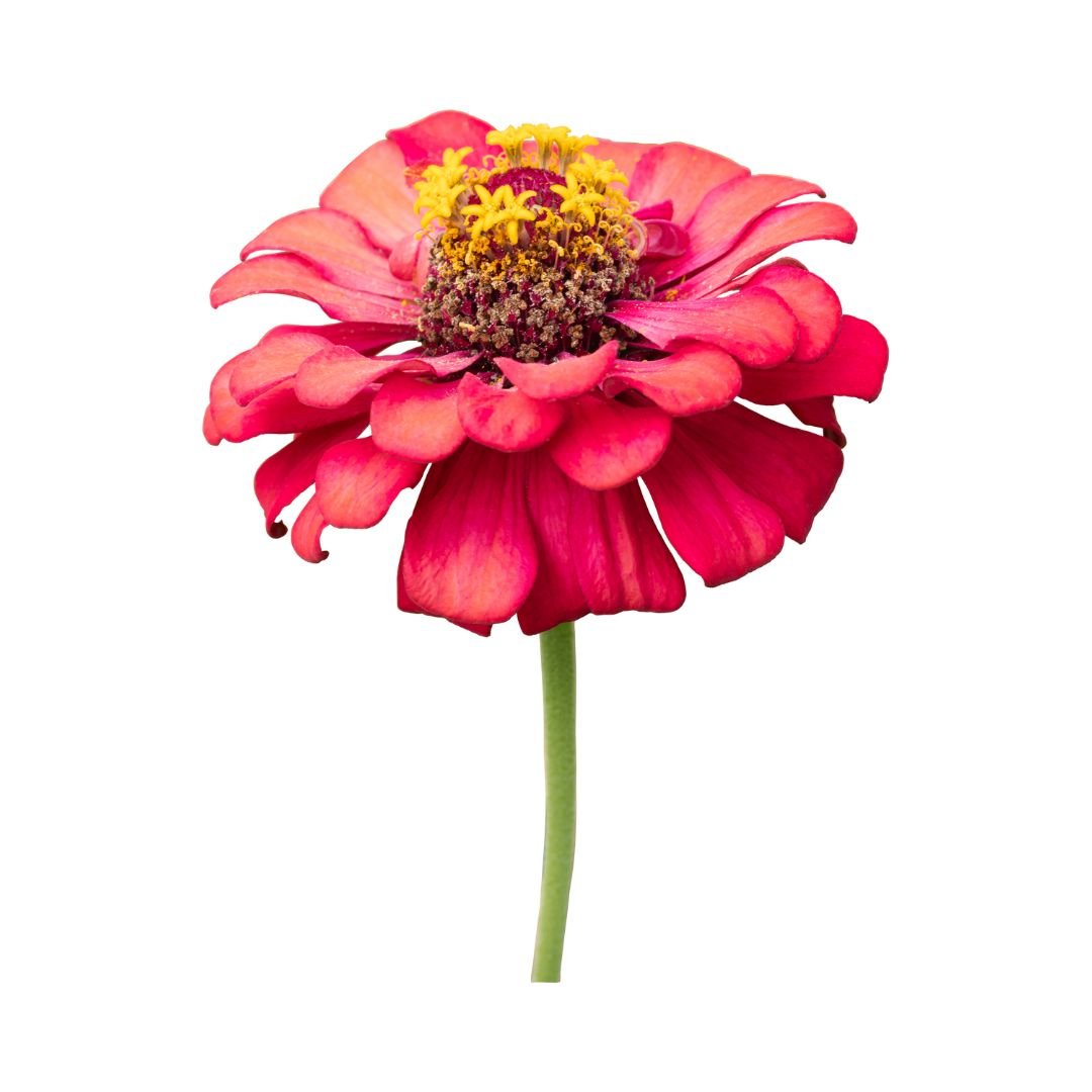 Untitled design-9.jpg