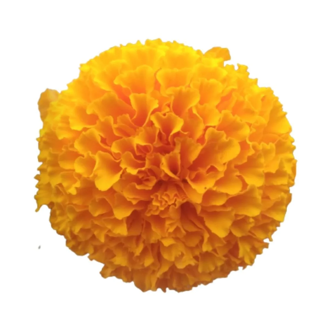 Untitled design-10.jpg