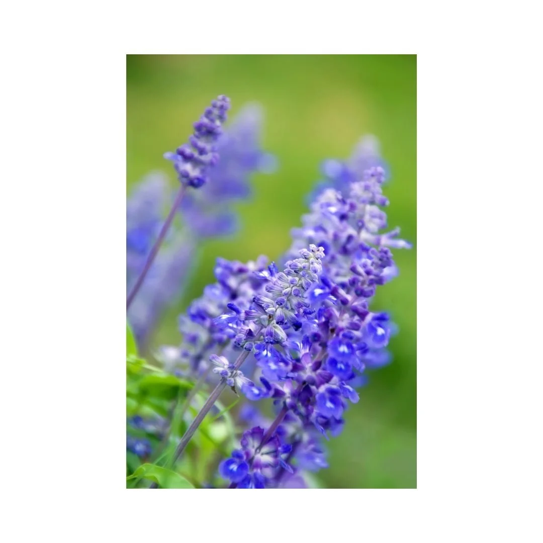 Untitled design-11.jpg