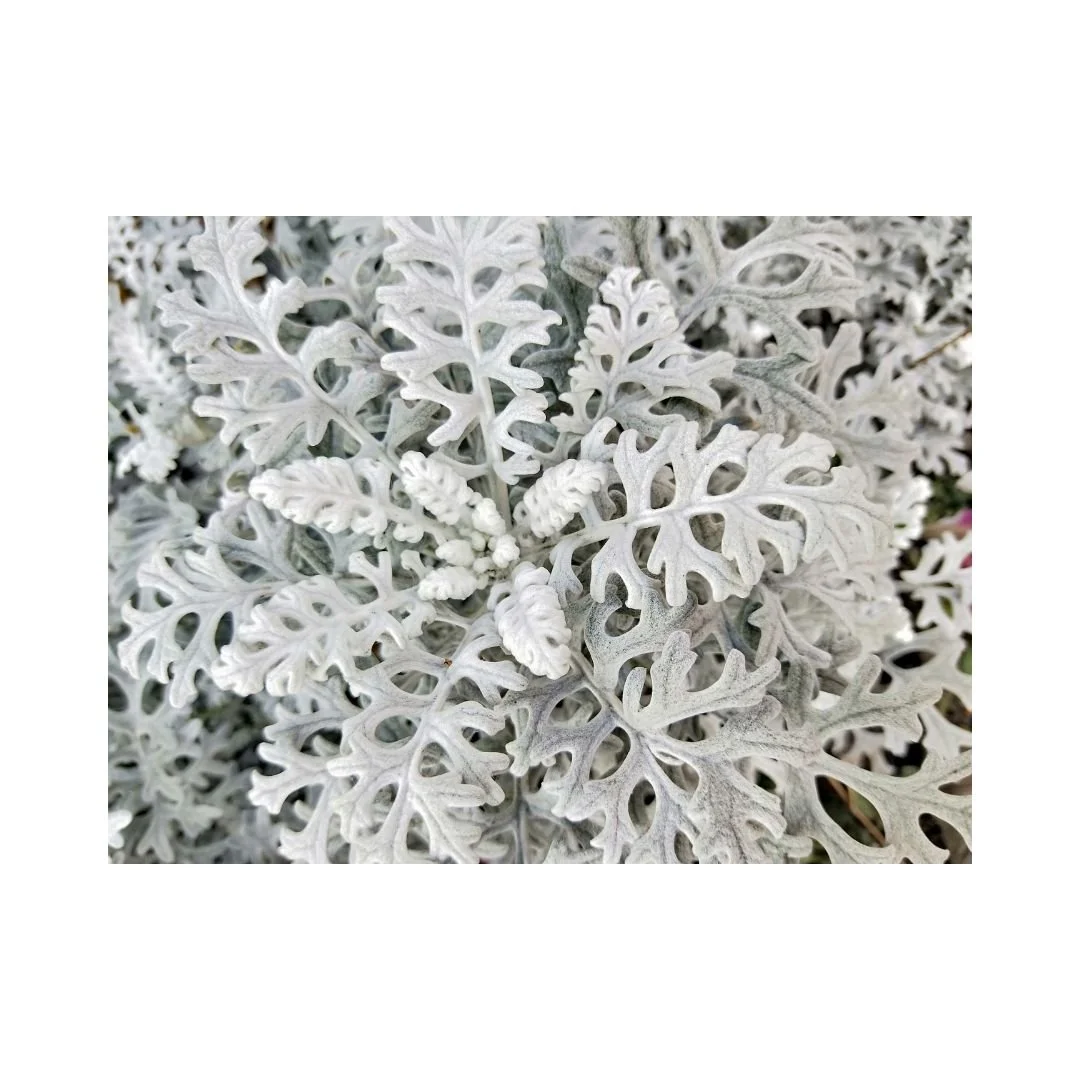 Untitled design-12.jpg