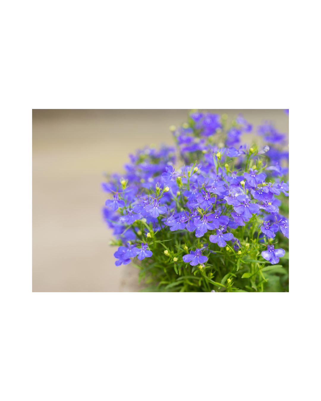 Untitled design (5).png