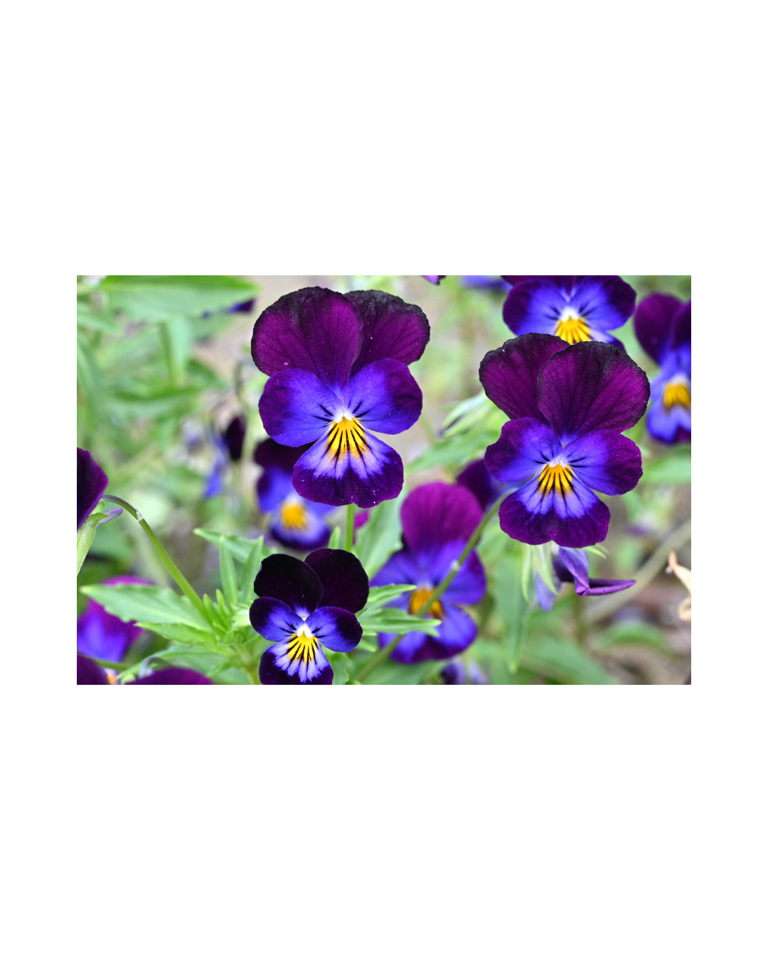 Untitled design (4).png