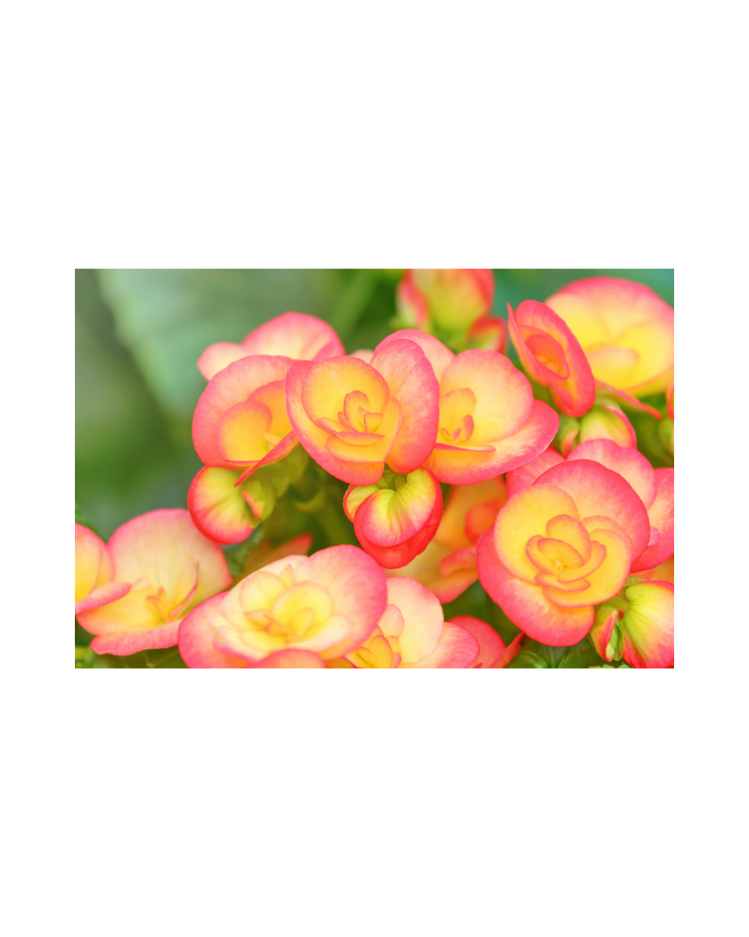 Untitled design (6).png