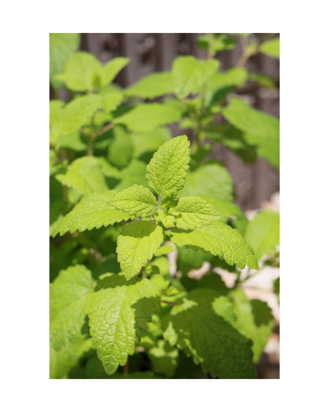 Untitled design (3).png