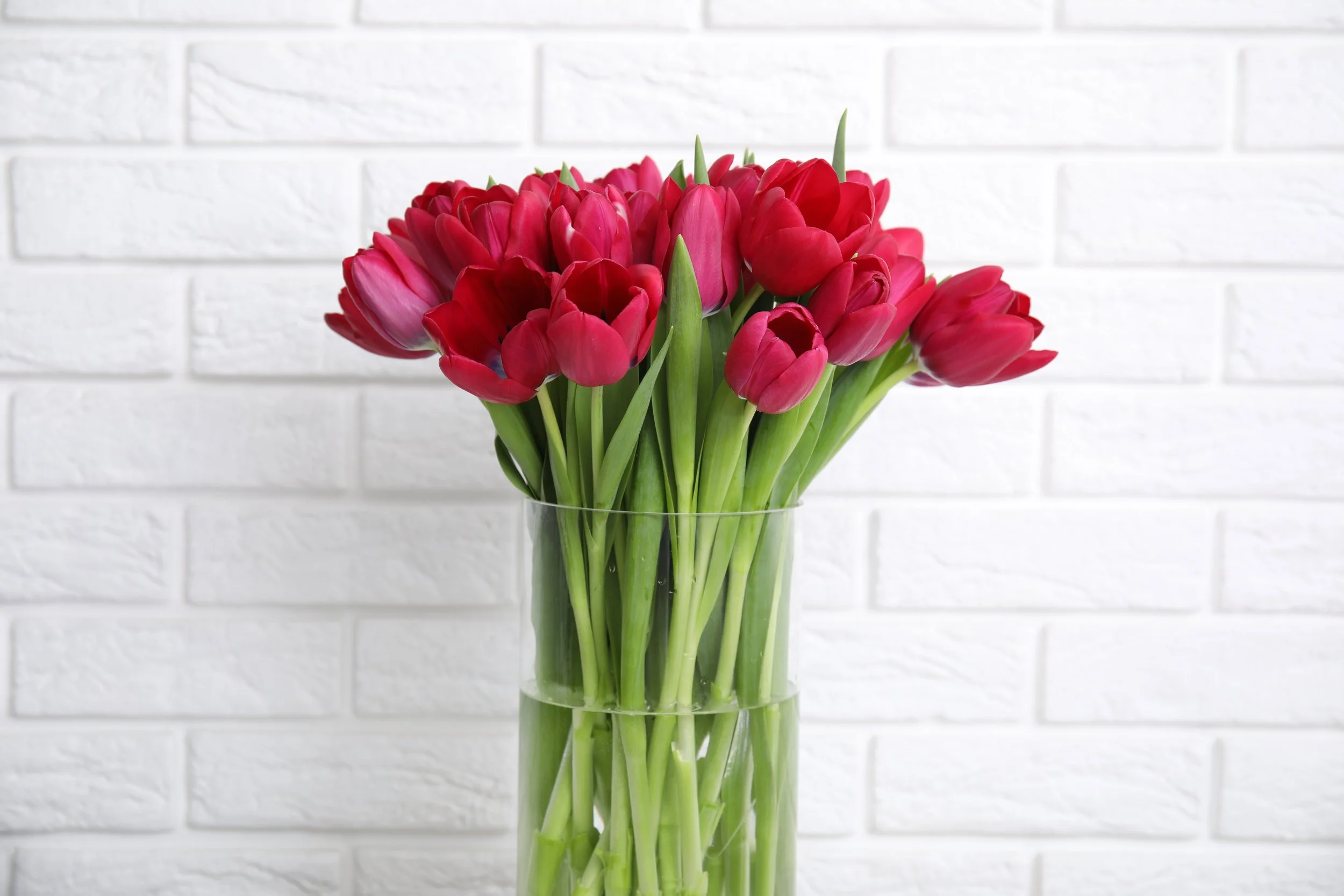 tulips-red.jpeg