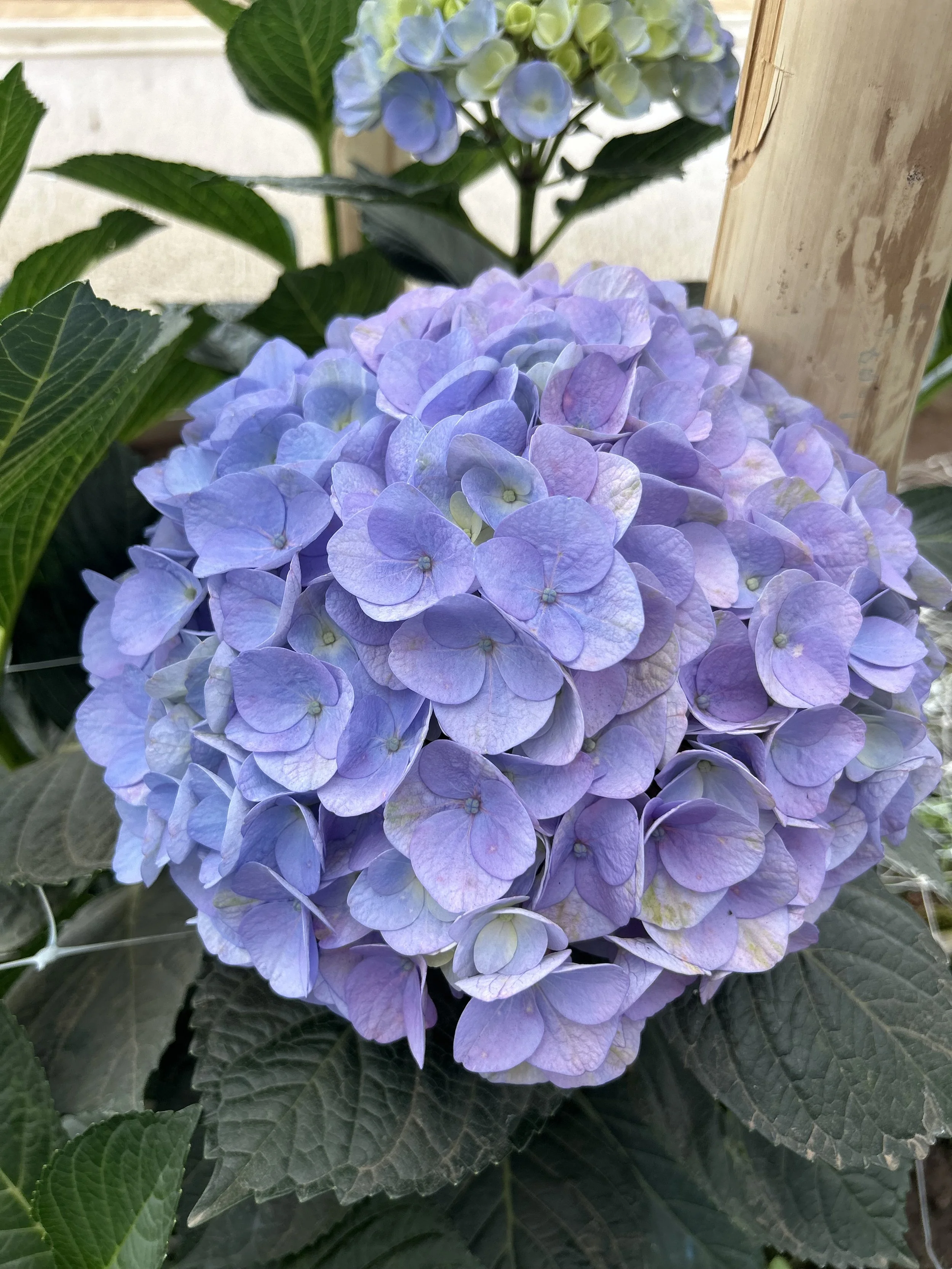 hortensia-blue.jpeg