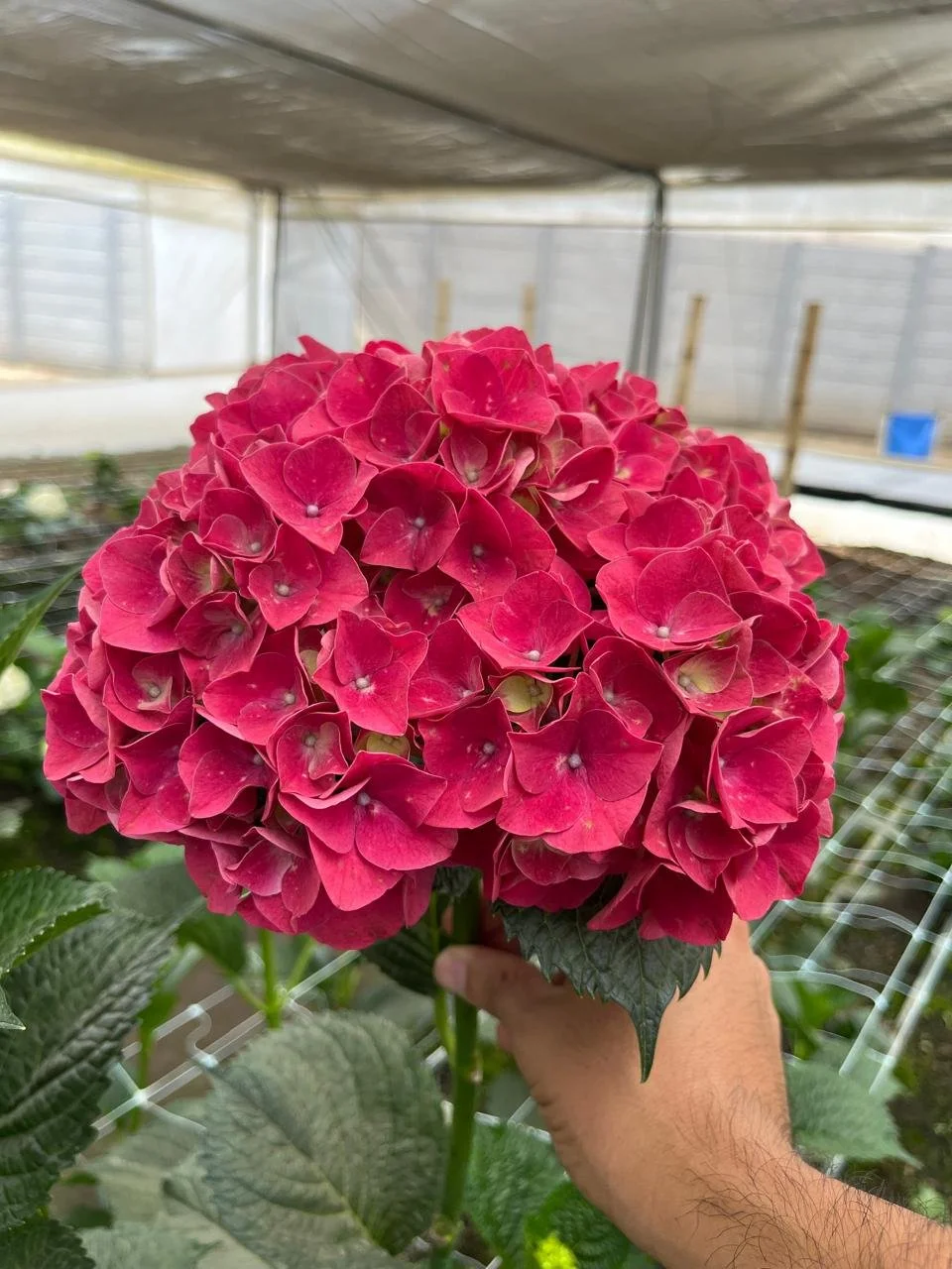 hortensia-red.jpeg