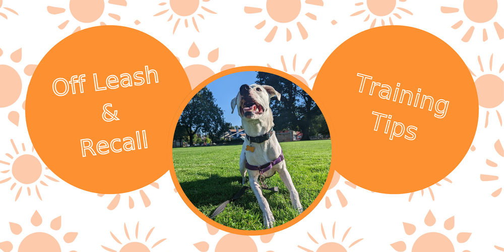 How to Train Your Dog off Leash: Expert Tips for Success